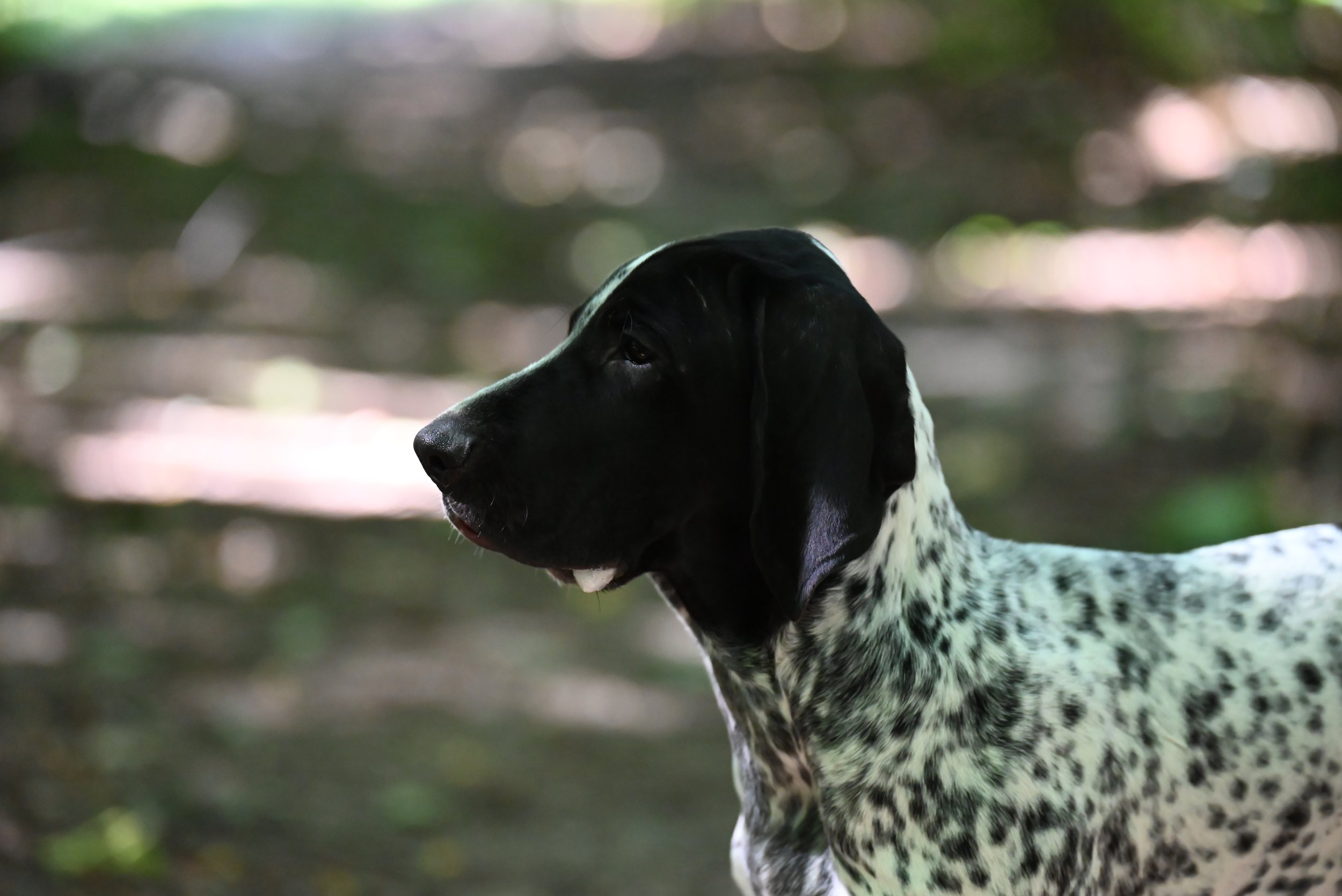 DSC_1322.JPG