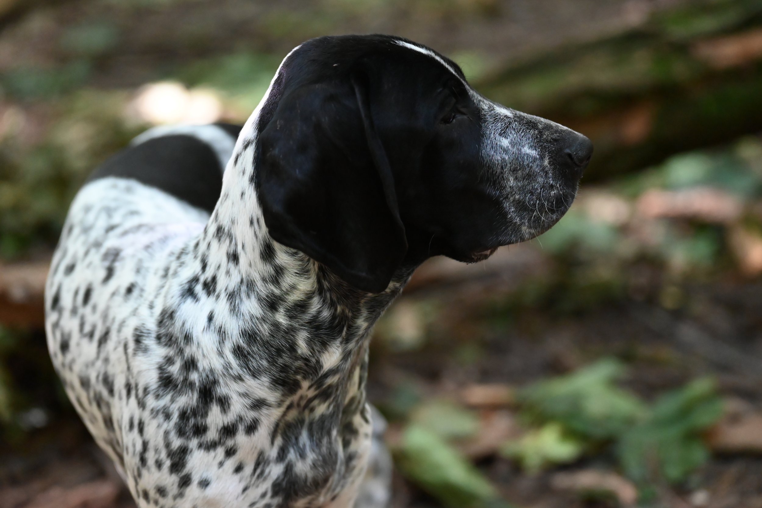 DSC_1345.JPG