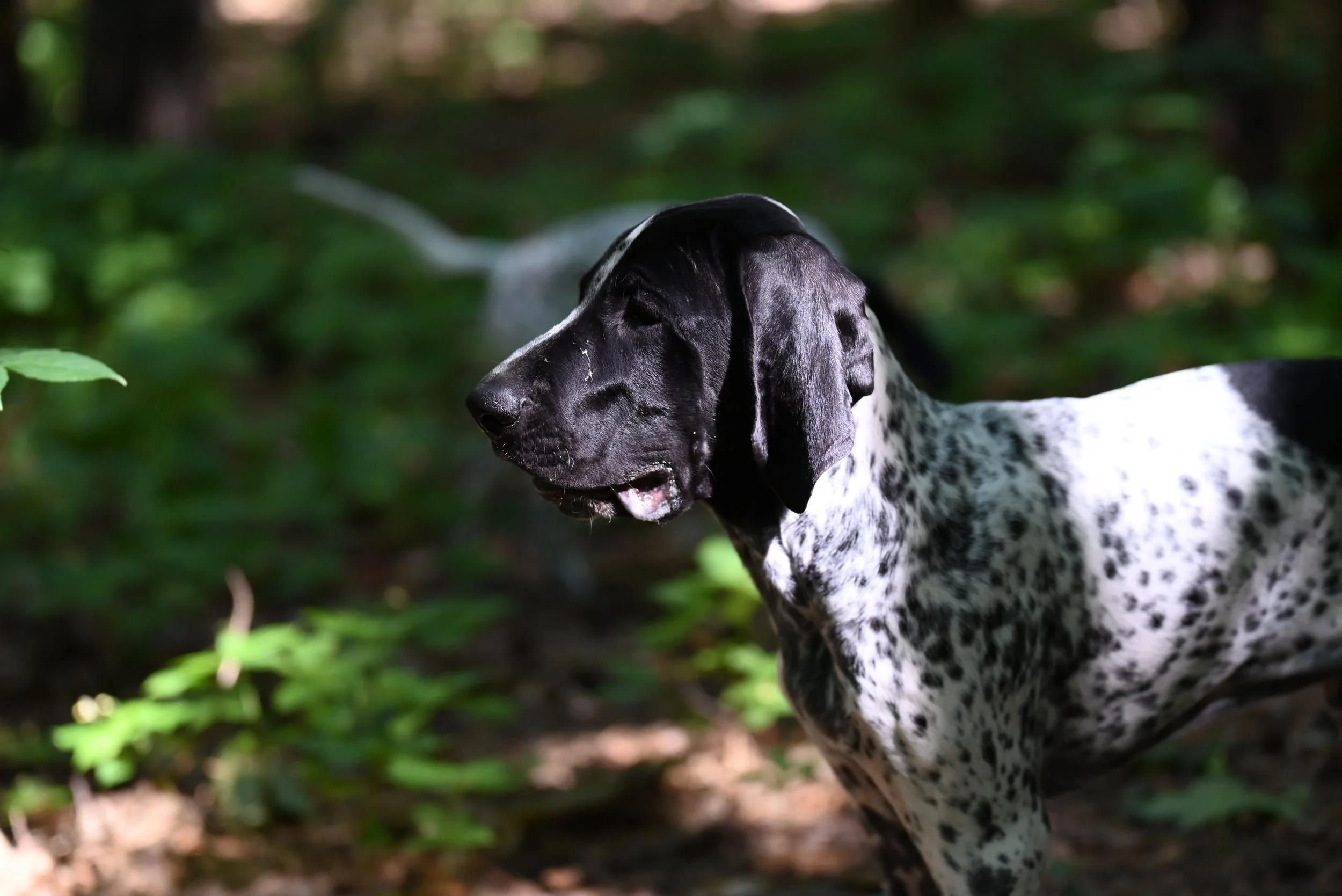 DSC_1446.JPG