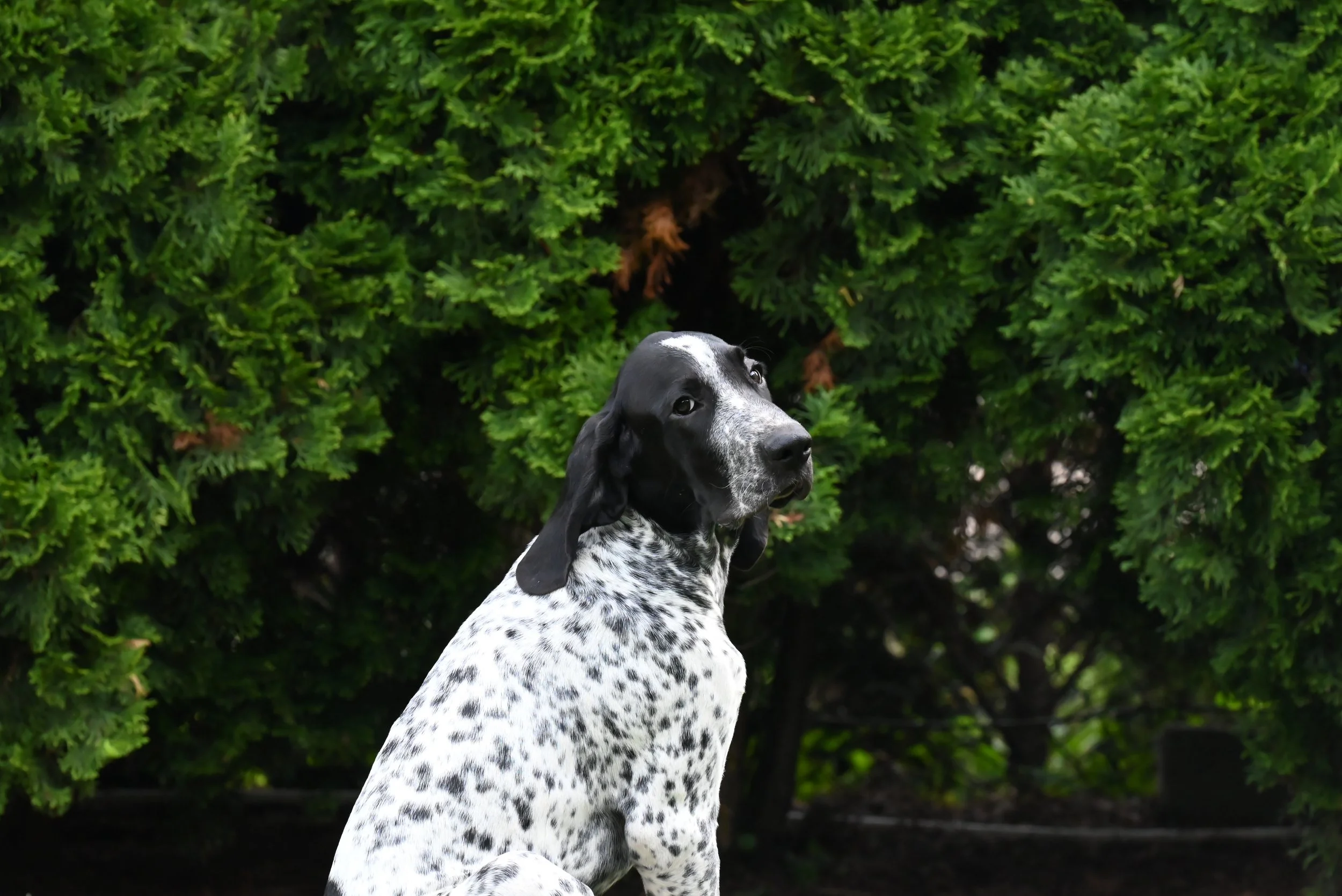 DSC_1592.JPG