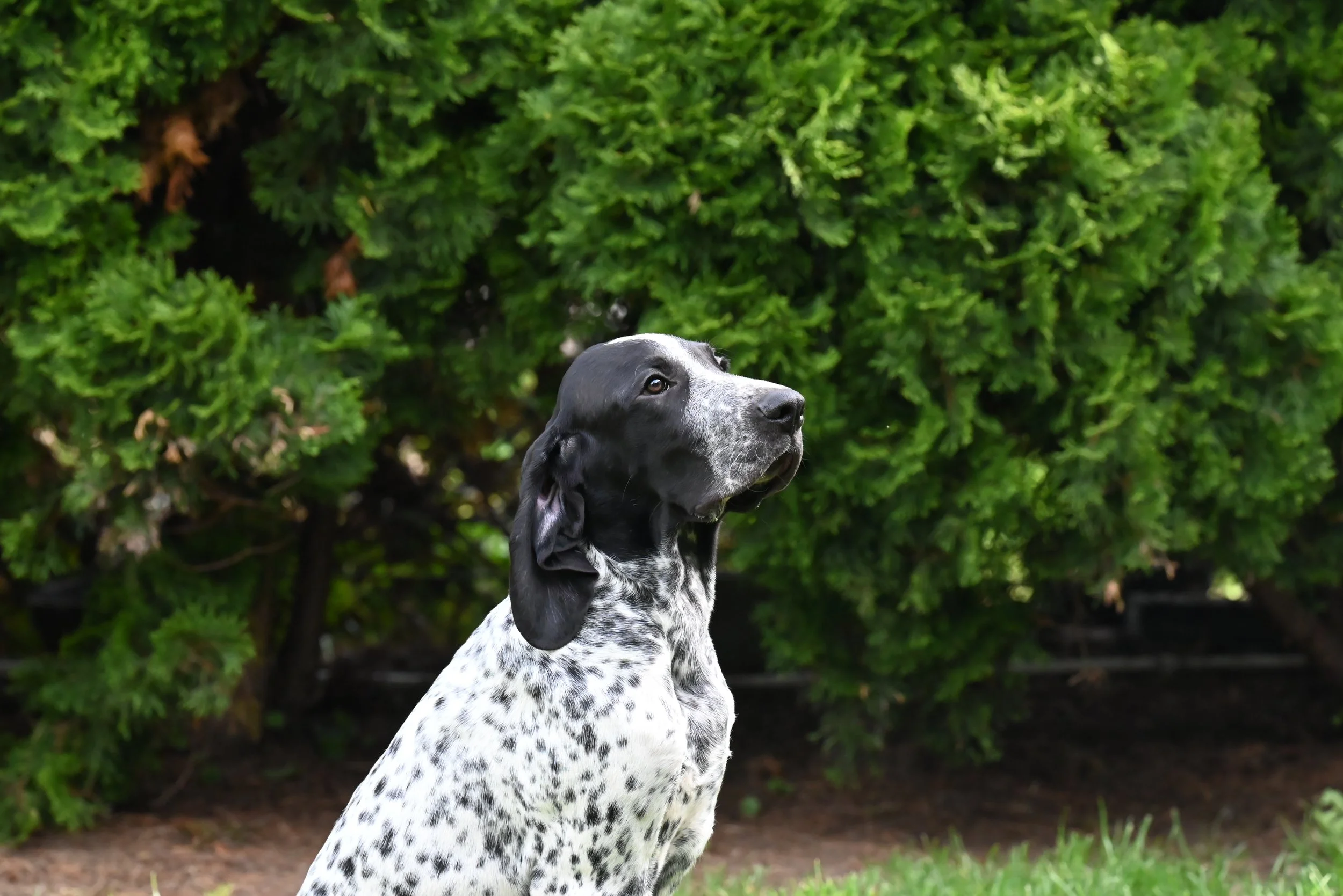 DSC_1612.JPG