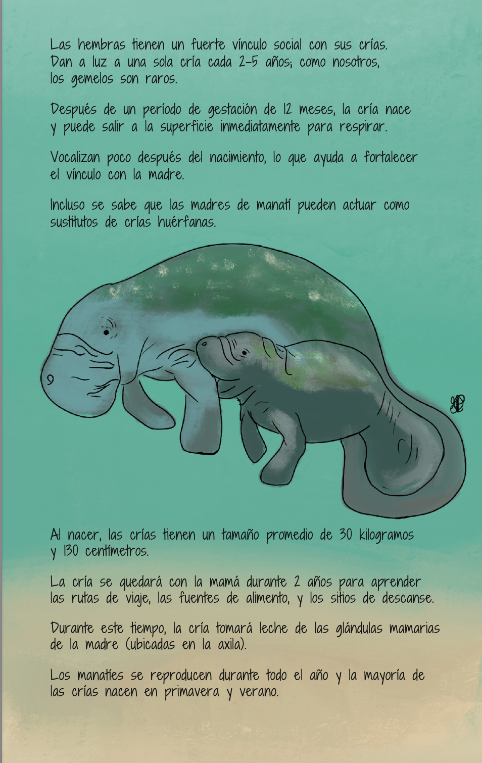 manatee and calf.png