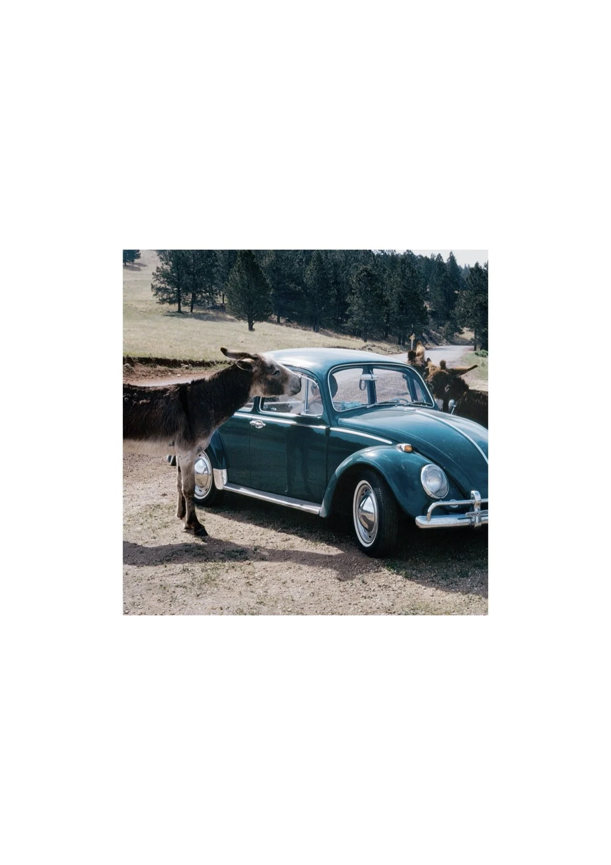 Couverture du livre - COCCINELLE.2.jpeg