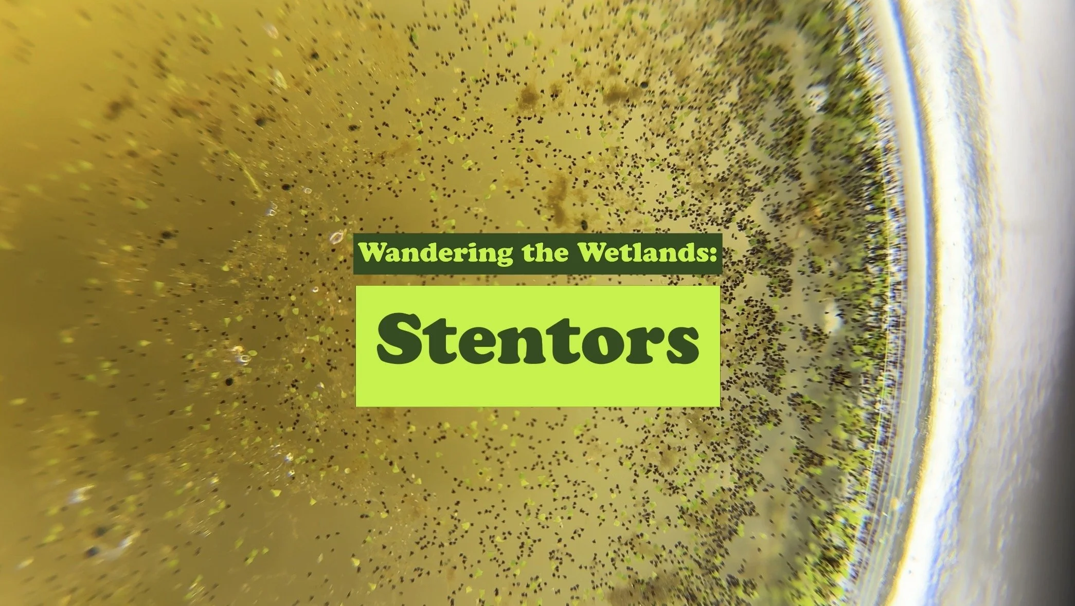 Science Communication - Microscopy