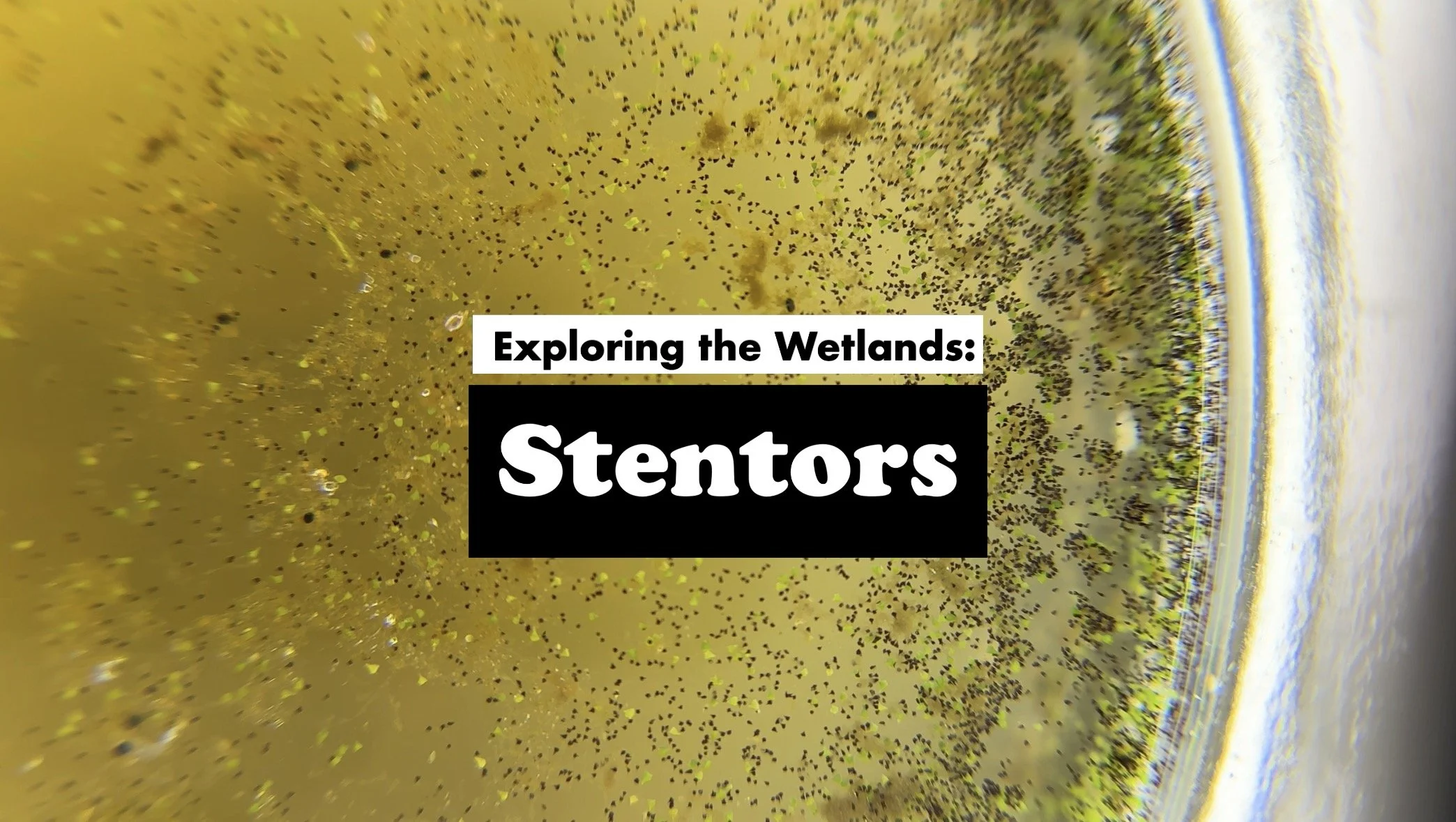 Science Communication - Microscopy