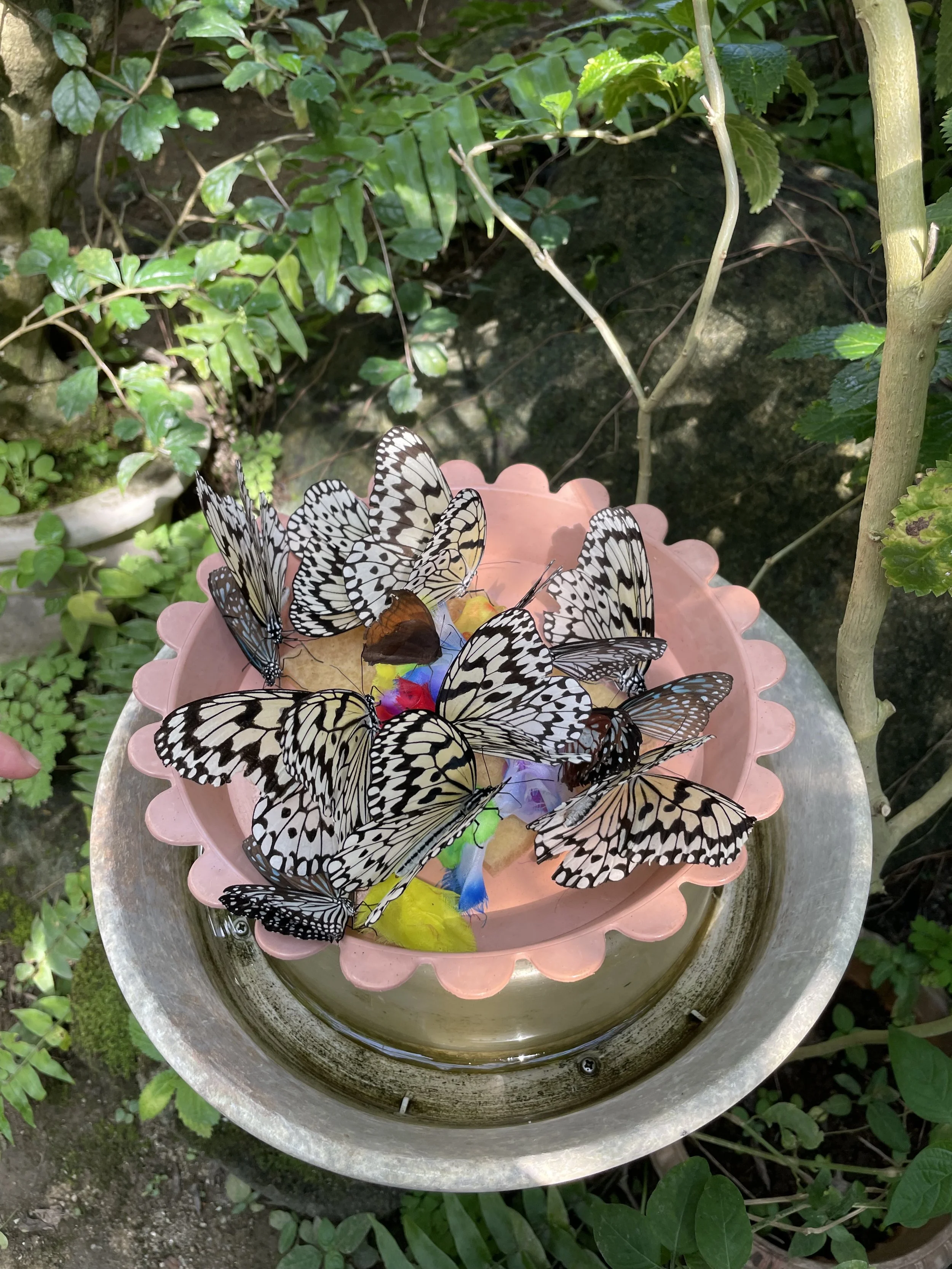 Butterflies at the Park of Adachi Living Things.JPG