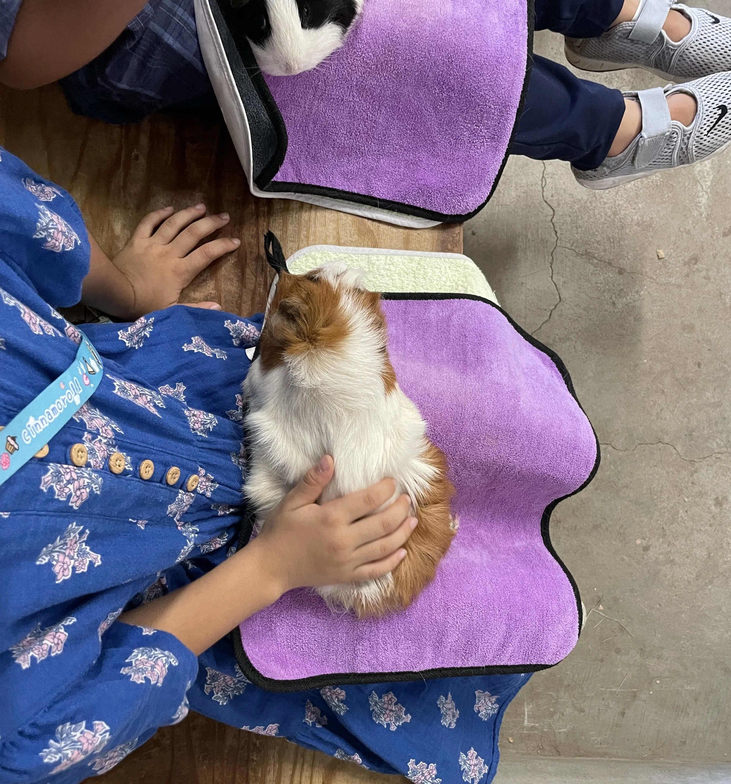 Genea Pigs at the Adachi Park of Living Things.JPG