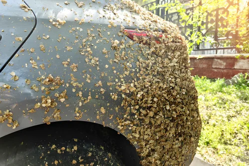 Bug Residue Removal