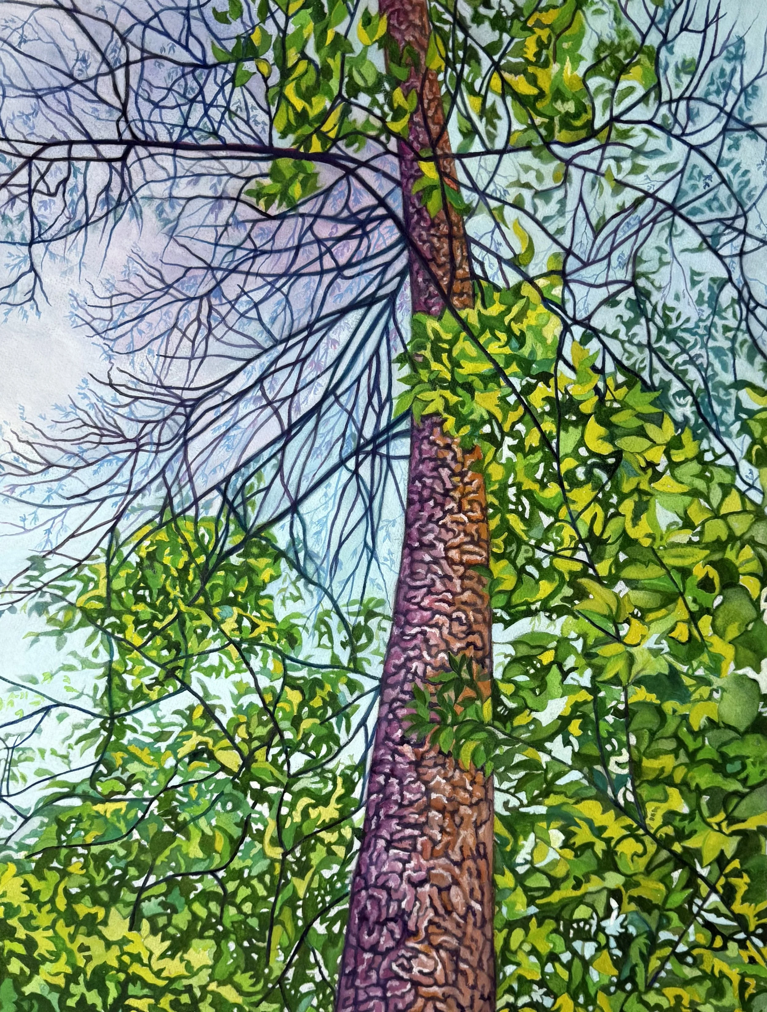 Dueling Trees:  Watercolors on Paper, 31" x 23"