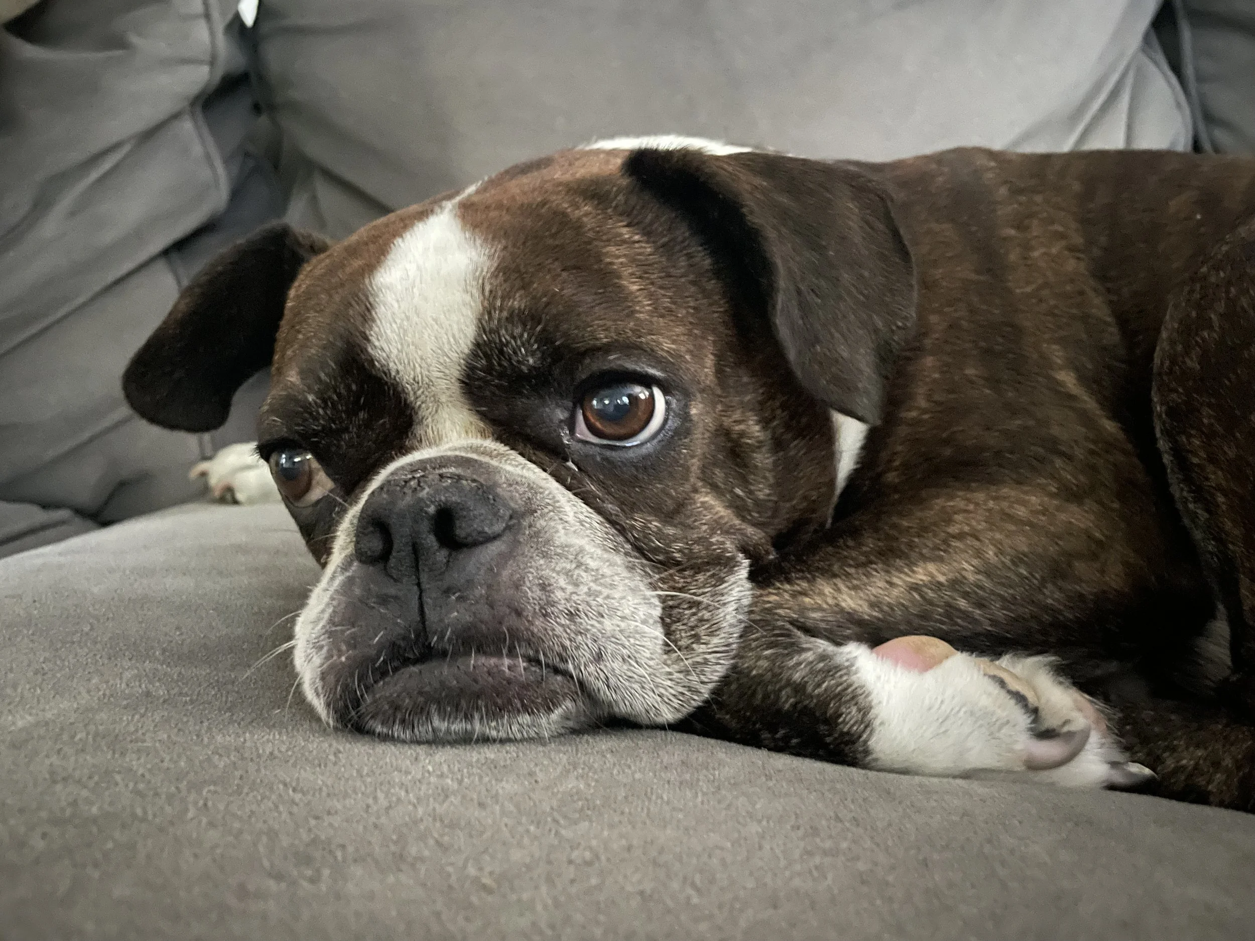 Close-up of a brown and white dog with a white face and brown markings, lying on a gray floor, with part of its face and eyes visible.