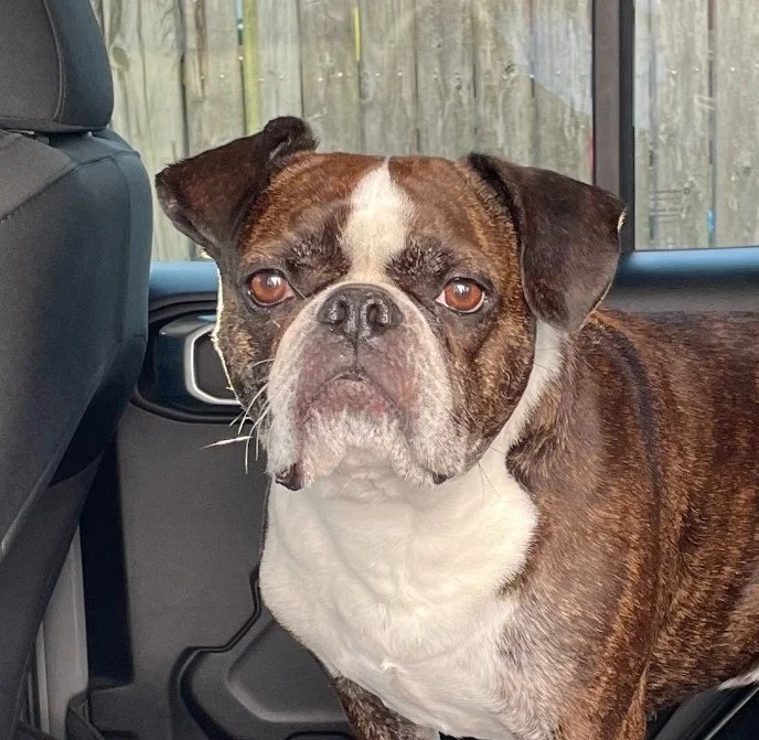 A brown and white Boston Bulldog inside a car, sitting on the back seat, with a wooden fence in the background.