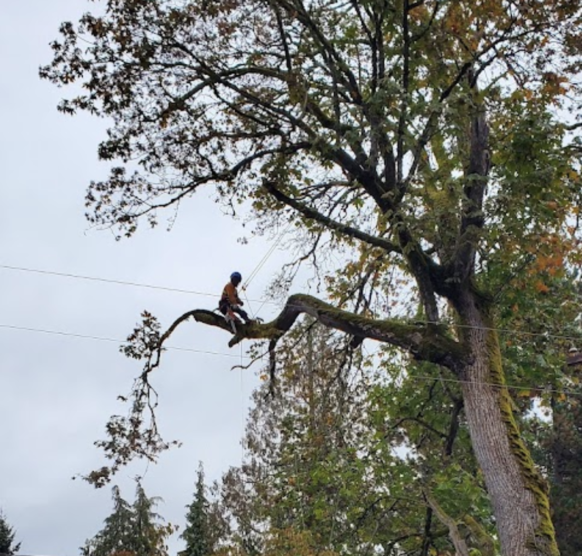 Alex Tree Service gallery 2