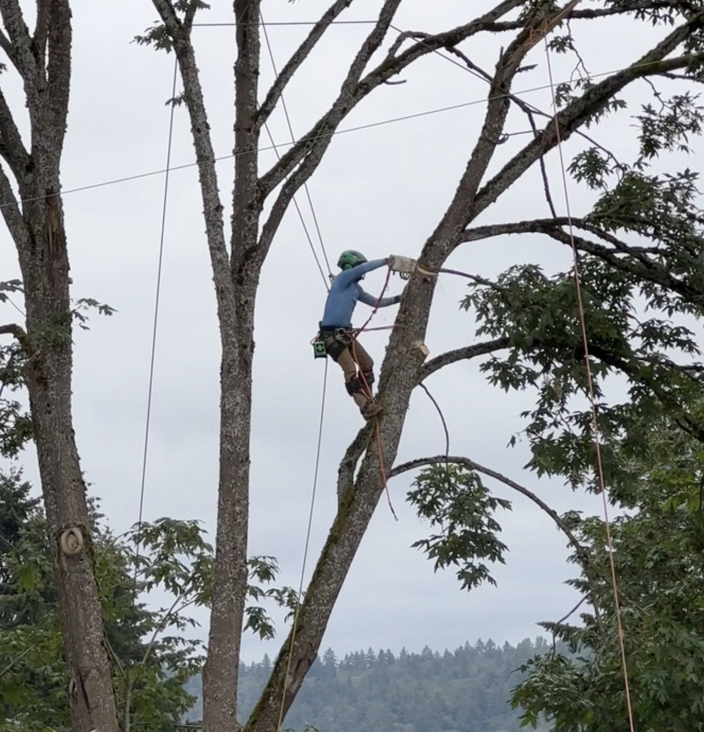 Alex Tree Service gallery 7