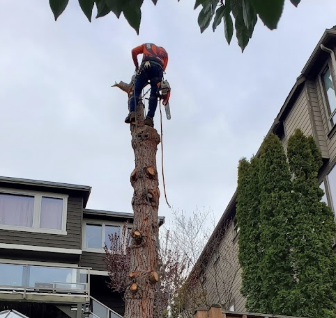 Alex Tree Service gallery 5