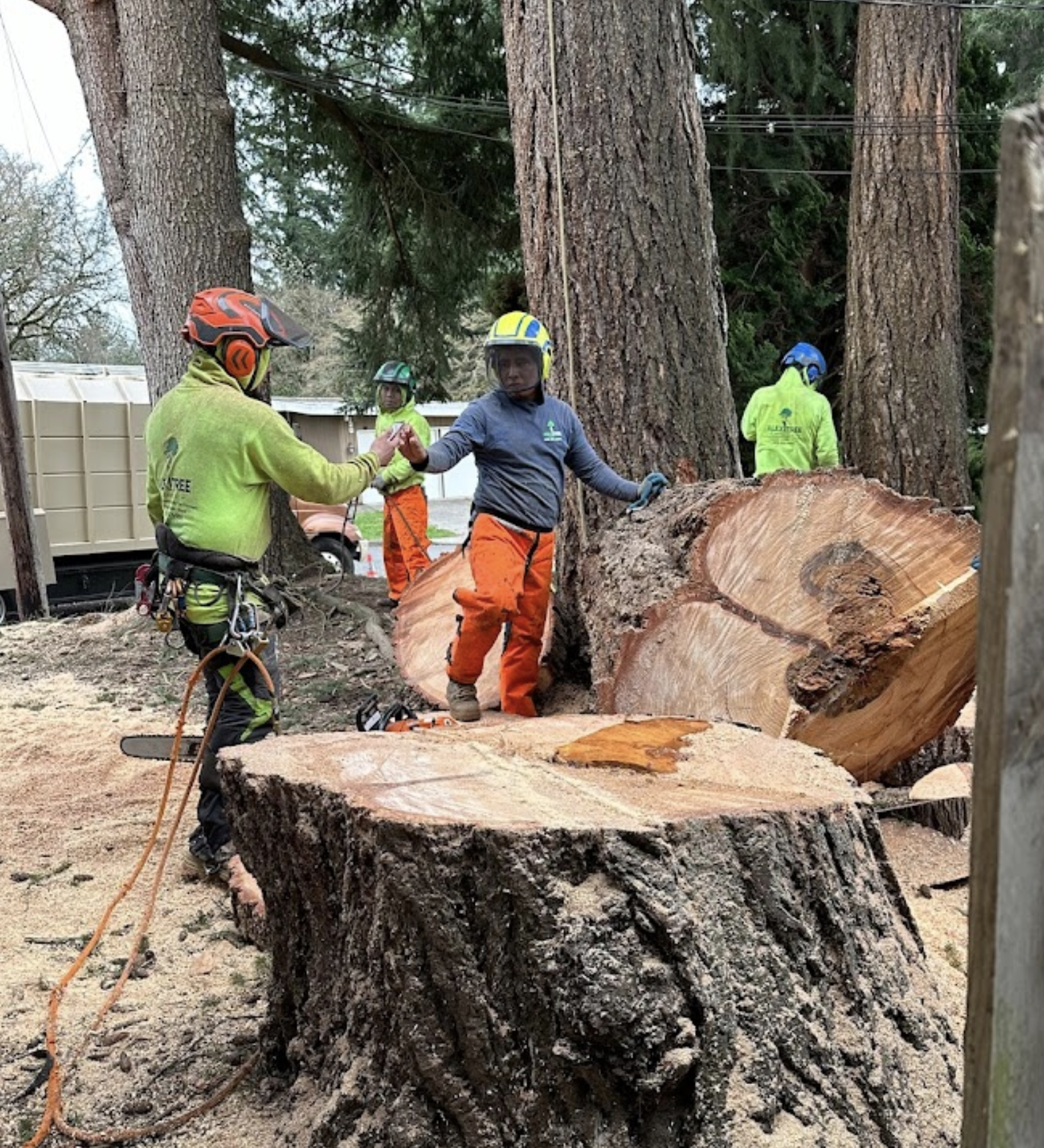 Alex Tree Service gallery 6