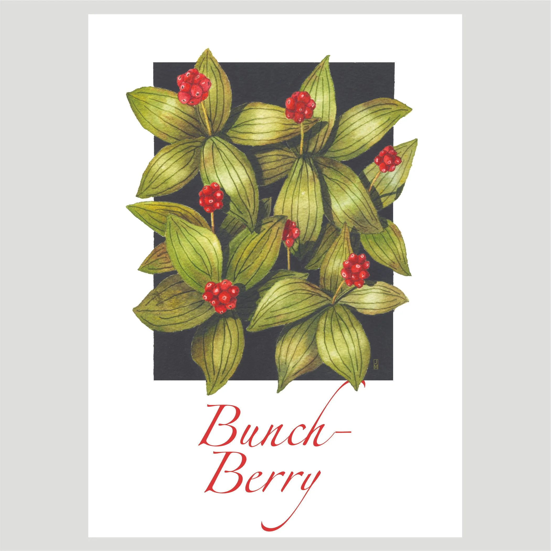 bunchberry.jpg