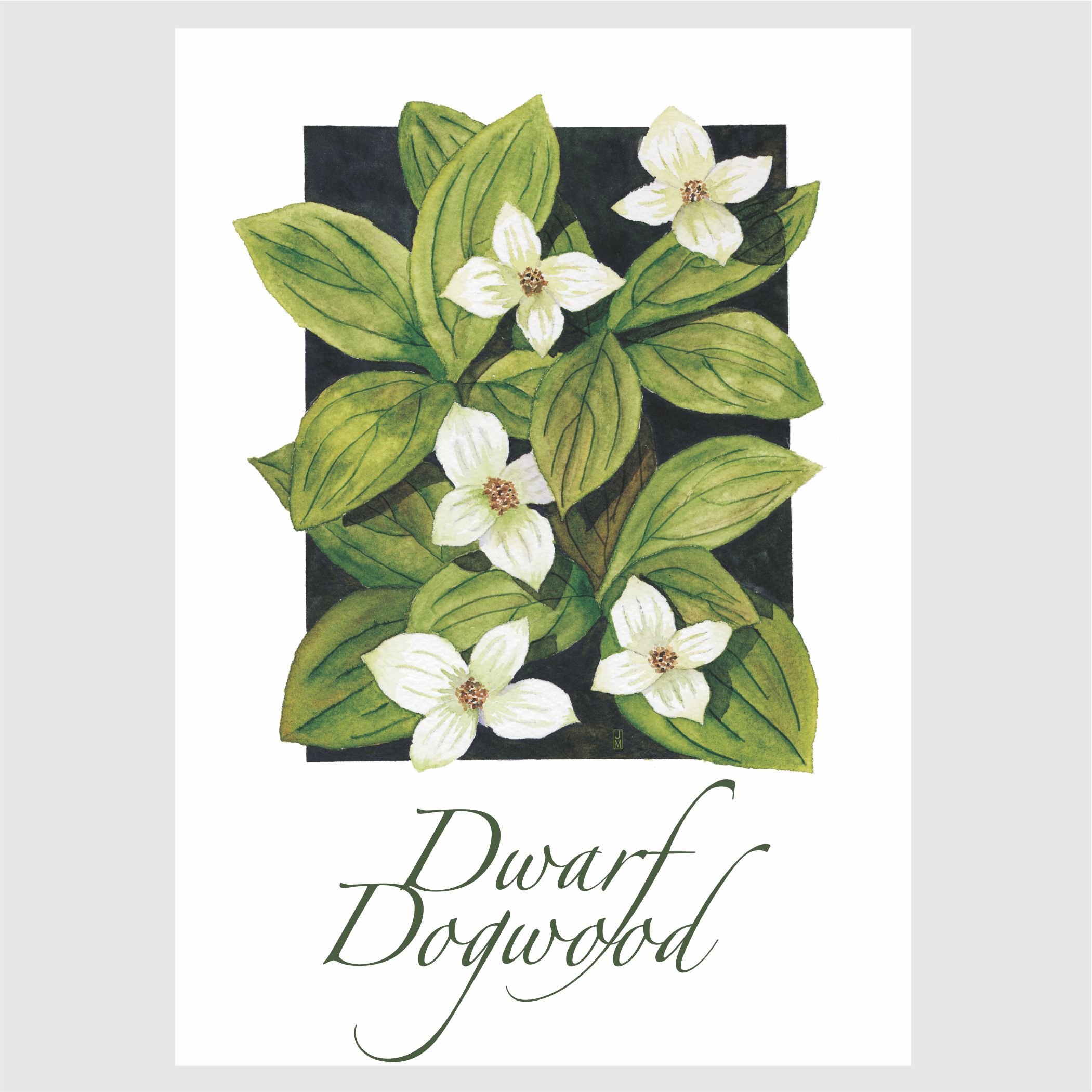 Dwarf Dogwood.jpg