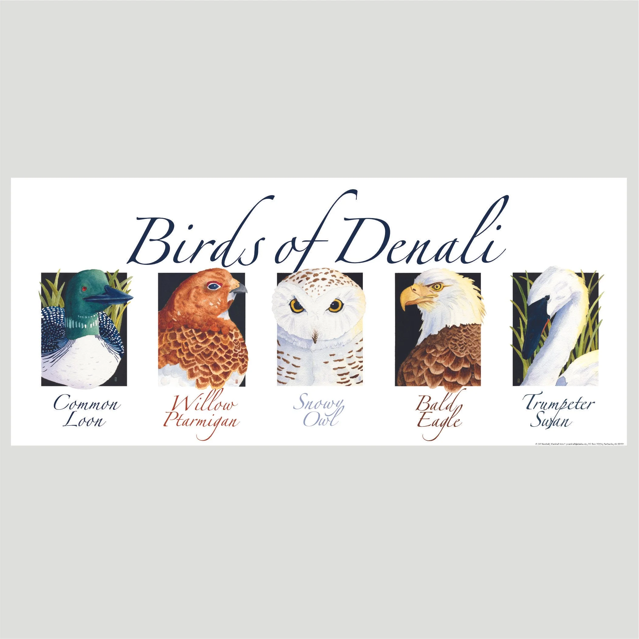 Birds of Denali poster