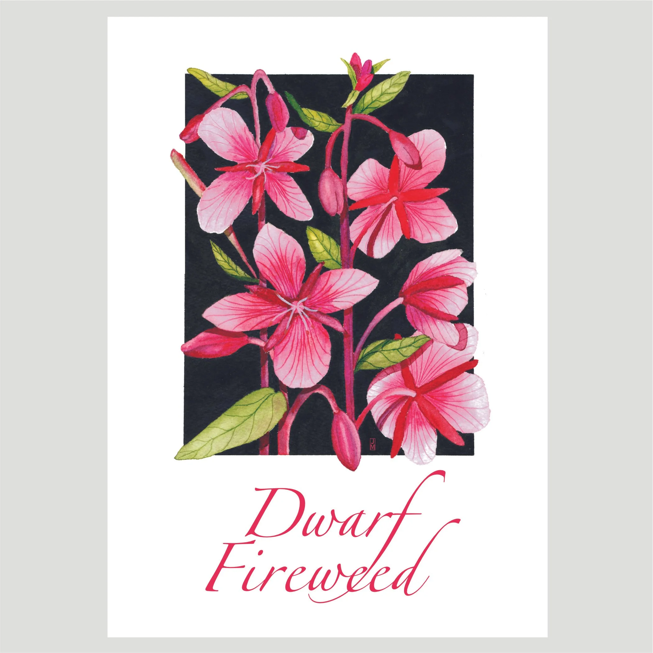 Dwarf Fireweed.jpg