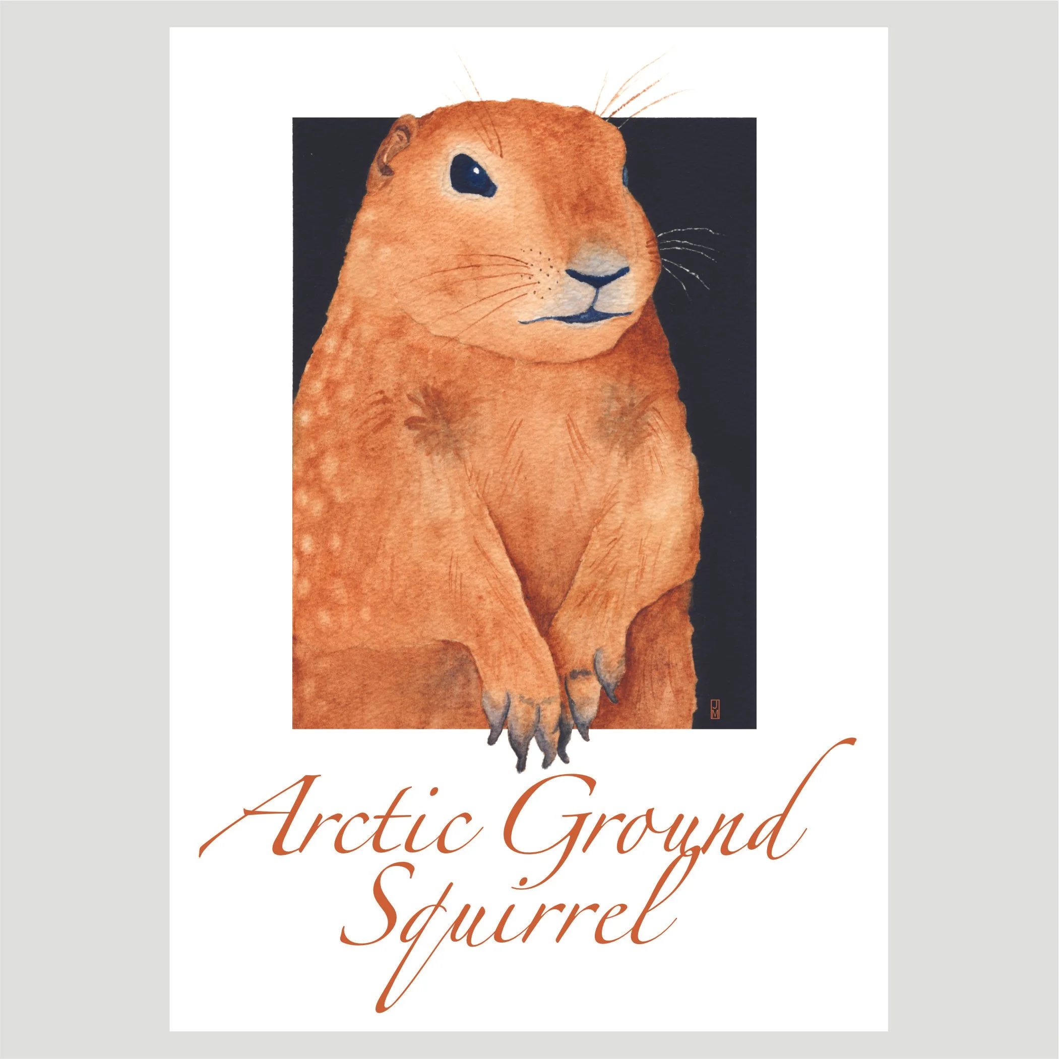 squirrel.jpg