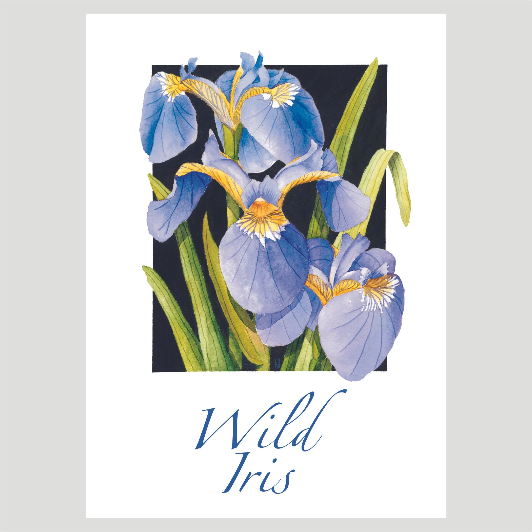 Wild Iris.jpg