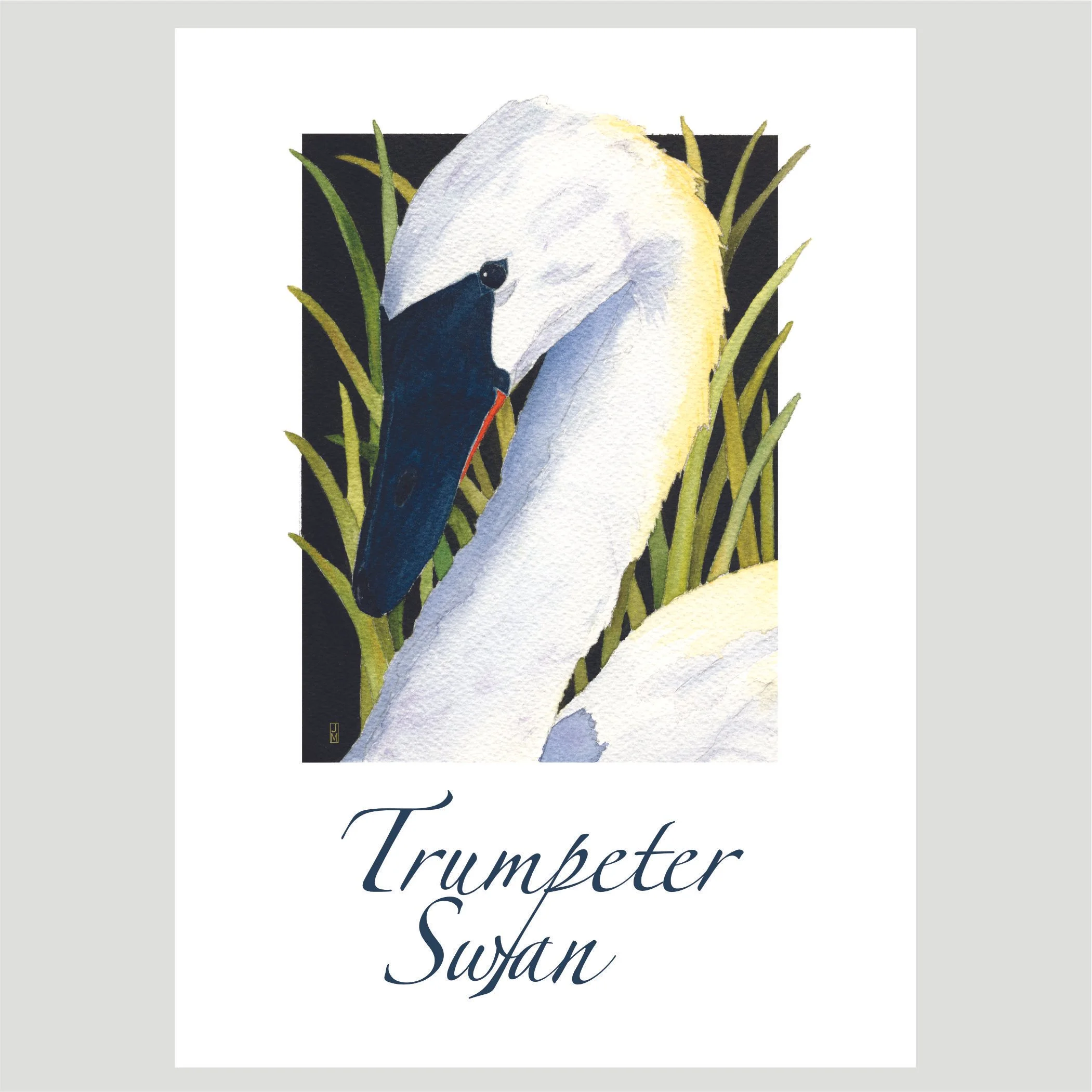 Swan.jpg