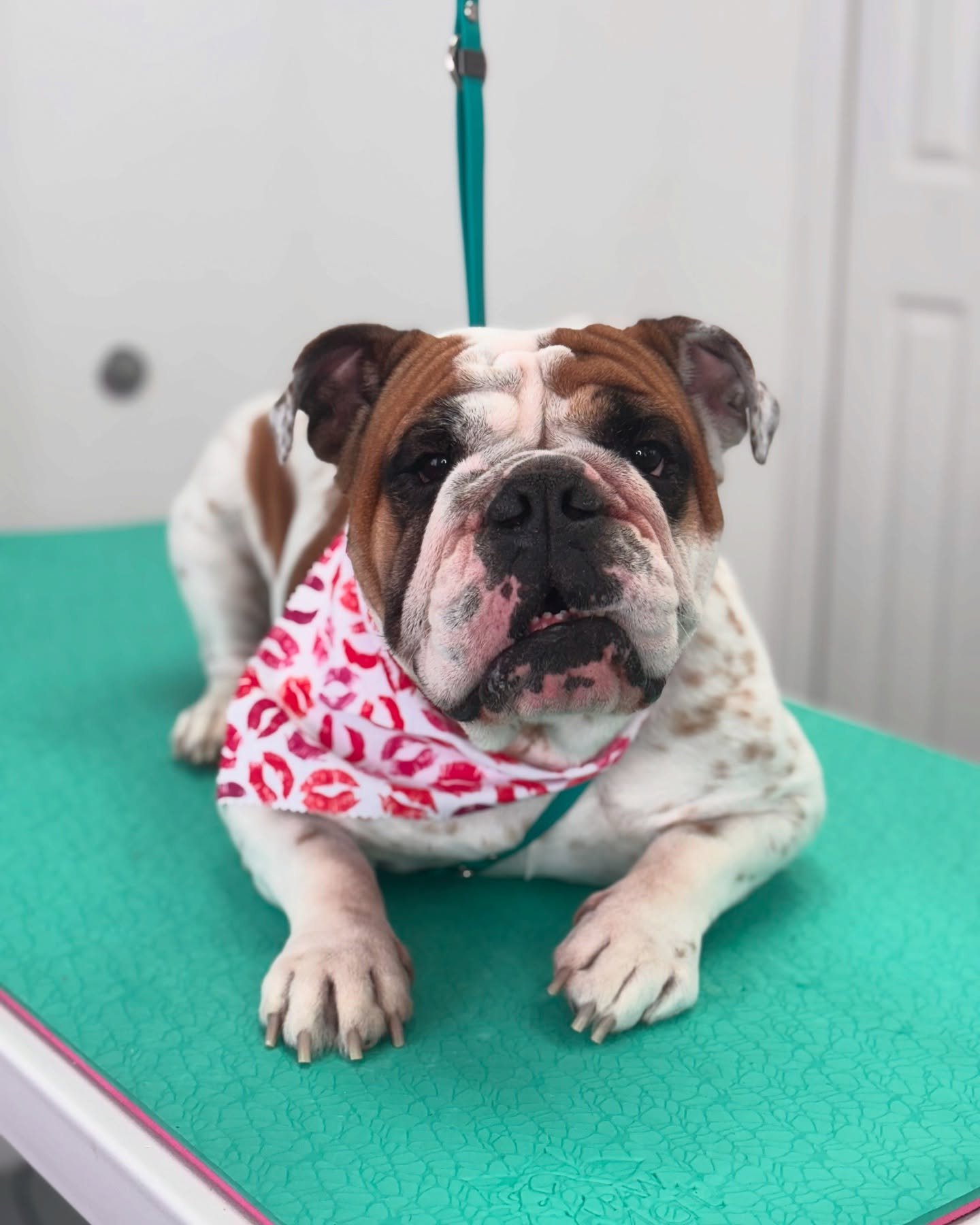 Sweet silly Evelyn💕
&bull;
&bull;
&bull;
&bull;
&bull;
#englishbulldog #englishbulldogs #bulldog #bulldogs #bully #bullybreed #bullybreeds #cute #dogsofinstagram #dogsofinsta #dogsofcanada #petstagram #pets #dogstagram #doggrooming #doggroomer #dogg
