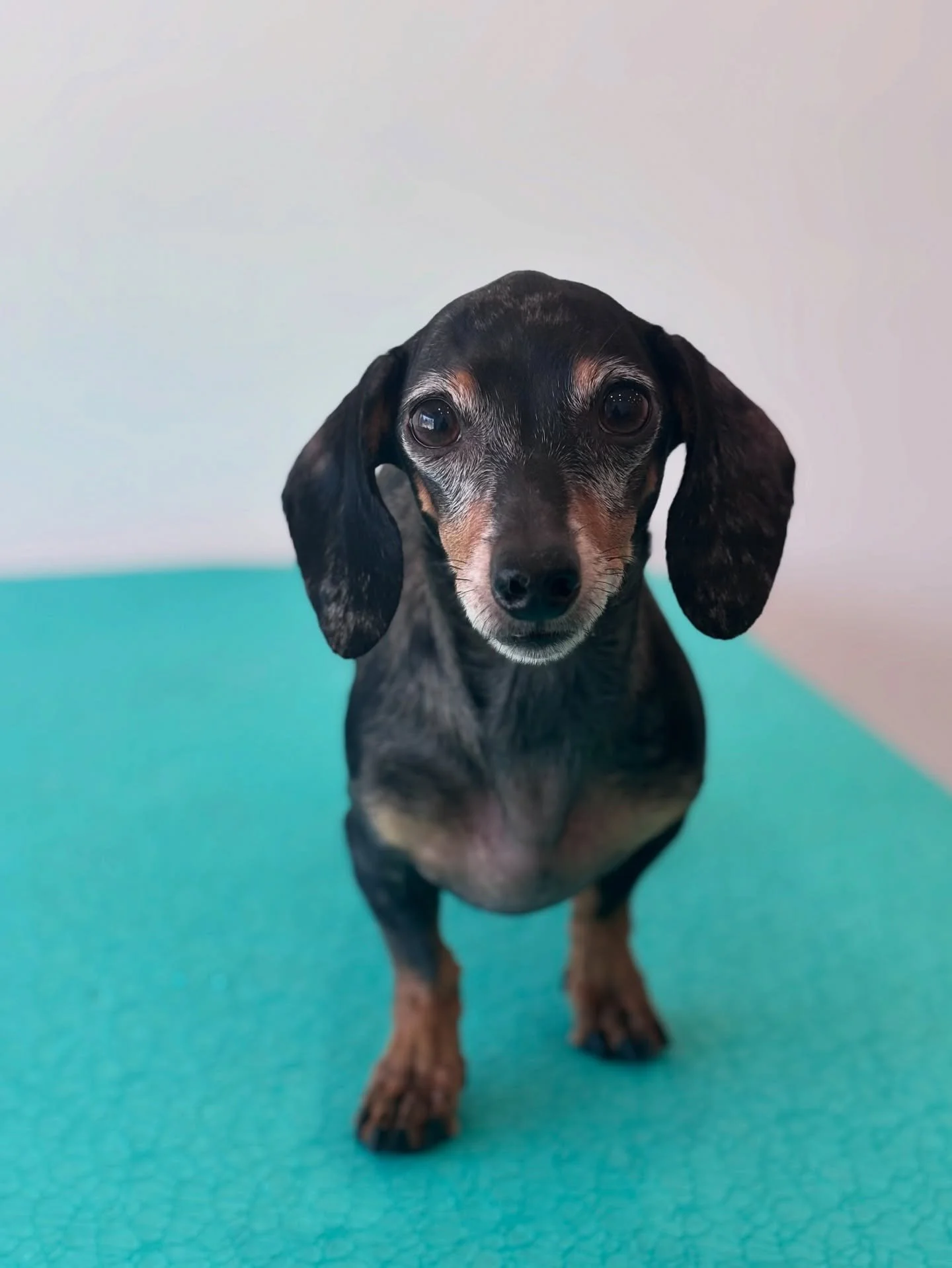 Sweet baby boy Winston🥹🤍
&bull;
&bull;
&bull;
&bull;
&bull;
#dashund #dashunds #dashundlove #dashundsofinstagram #rescue #rescuedog #treats #treato #dogsofinstagram #dogsofinsta #dogsofcanada #petstagram #pets #dogstagram #doggrooming #doggroomer #