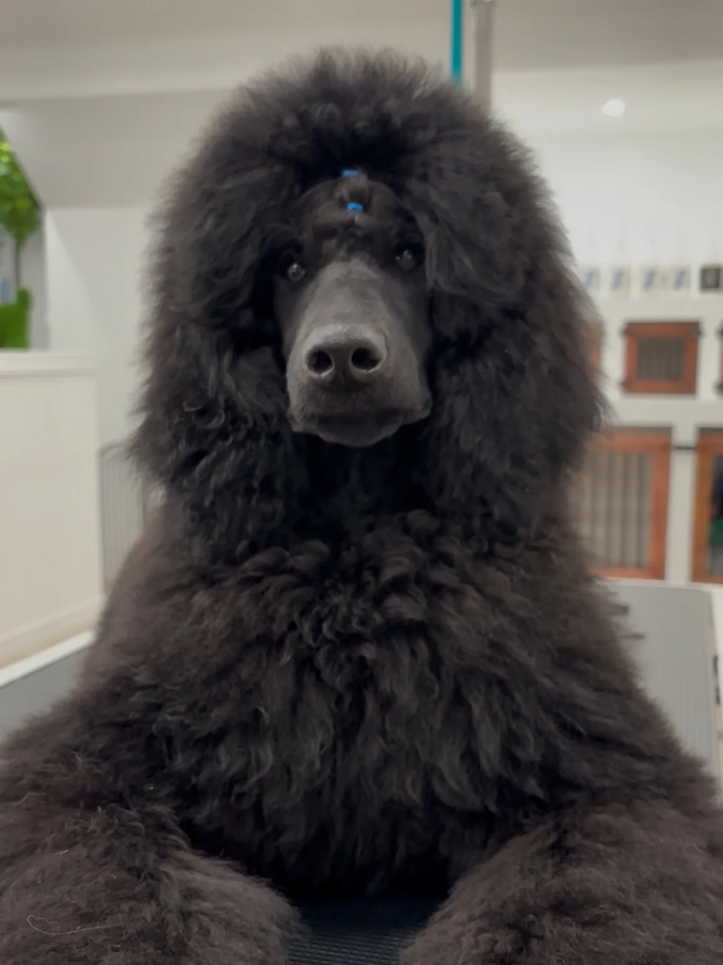 My beautiful boy🖤
@hexthestandard 
&bull;
&bull;
&bull;
&bull;
&bull;
#blackbeauty #standardpoodle #standardpoodles #poodle #poodles #puppy #poodlepuppy #poodlesofig #poodlesofinsta #dogsofinstagram #dogsofinsta #dogsofcanada #petstagram #pets #dogs