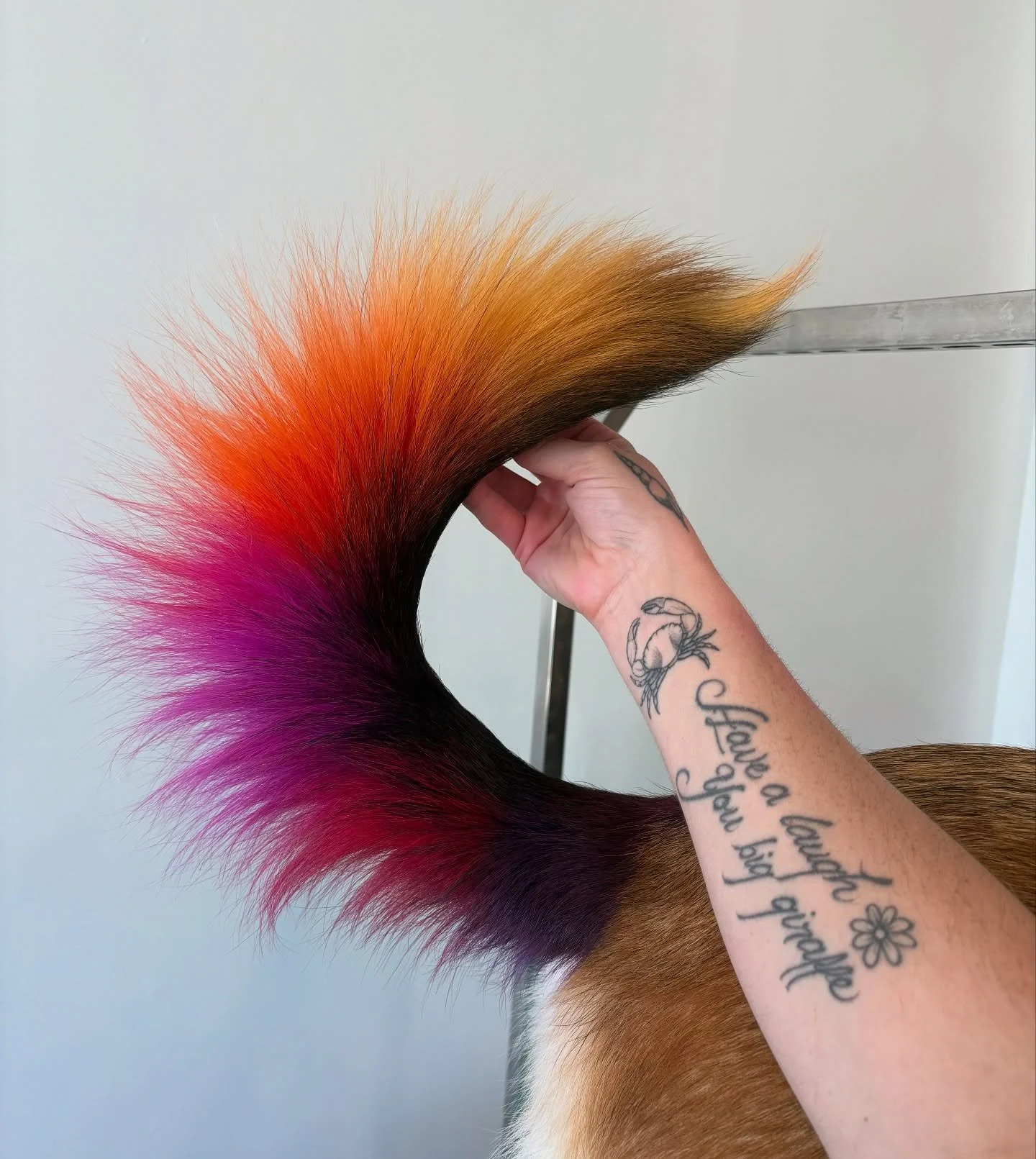 Sunset queen Ruby Sue🌅

Thank you so much for the trust❤️&zwj;🔥
&bull;
&bull;
&bull;
&bull; All dye is vegan and pet safe
&bull;
#sunset #sunsethair #sun #opaws #creativegrooming #creative #dogsofinstagram #dogsofinsta #dogsofcanada #petstagram #pe