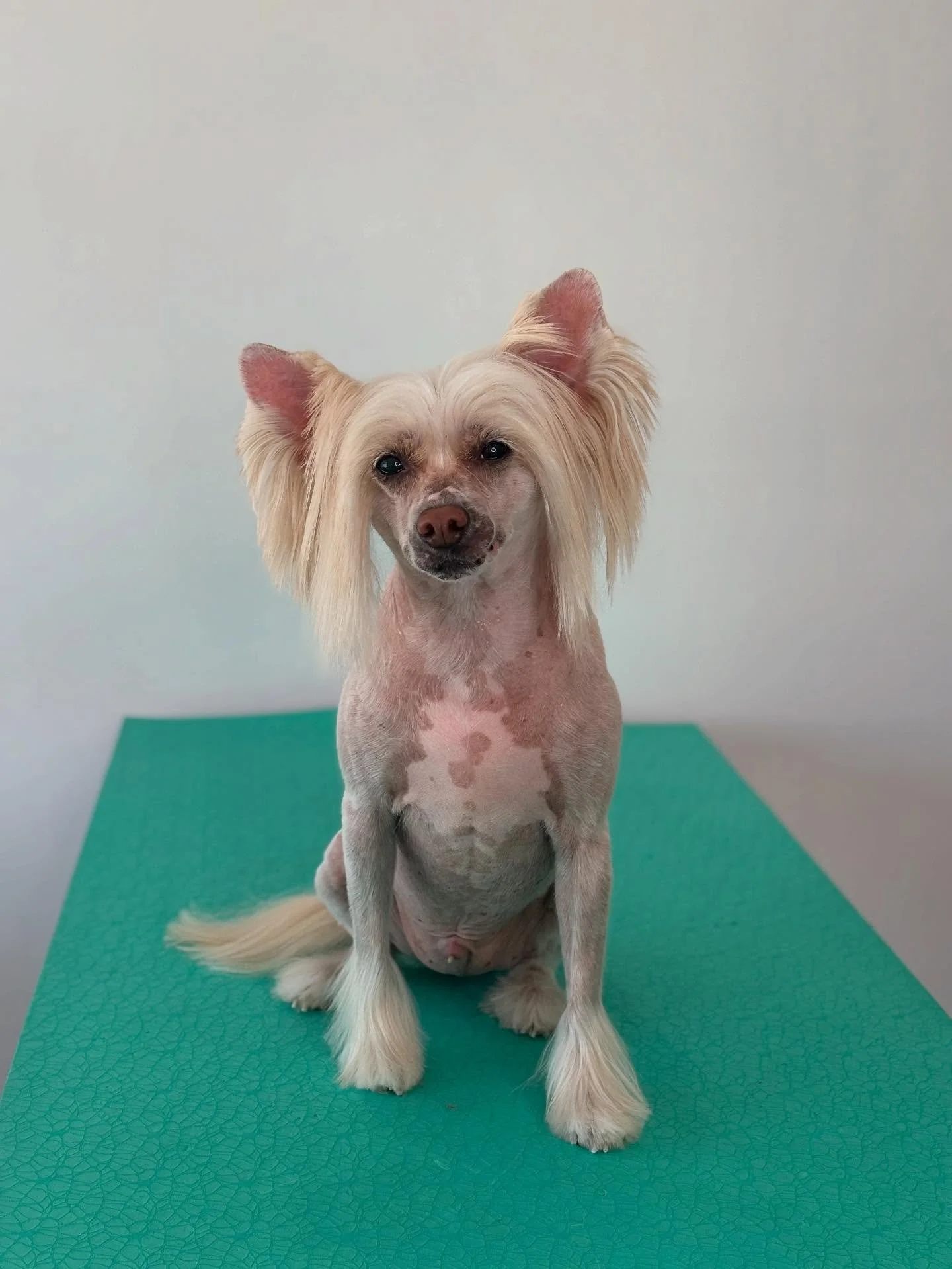 Bowie went from powder puff to one stylin crested🤍
&bull;
&bull;
&bull;
&bull;
&bull;
#powderpuff #powderpuffdog #chinesecrested #chinesecresteddog #styled #bowie #chinesecrestedsofinstagram #dogsofinstagram #dogsofinsta #dogsofcanada #petstagram #p