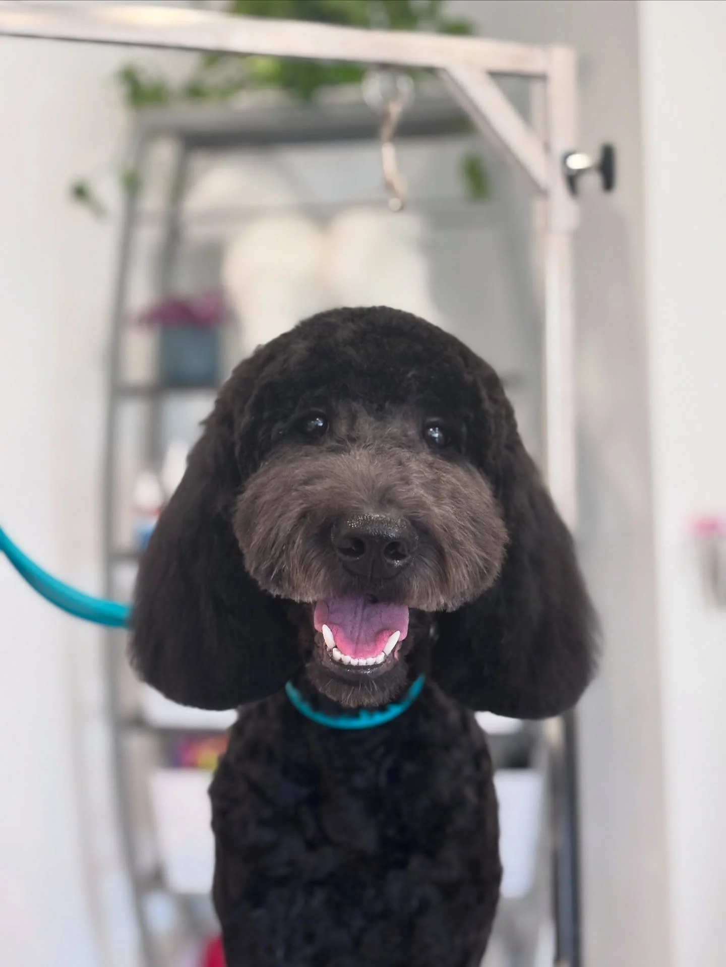 Sweet baby Sundae had her first big girl groom! She was so brave and even though things were a little scary at first with lots of love and patience this precious gal came out looking and feeling fresh! Her Aunties are all very proud. Just look at tha