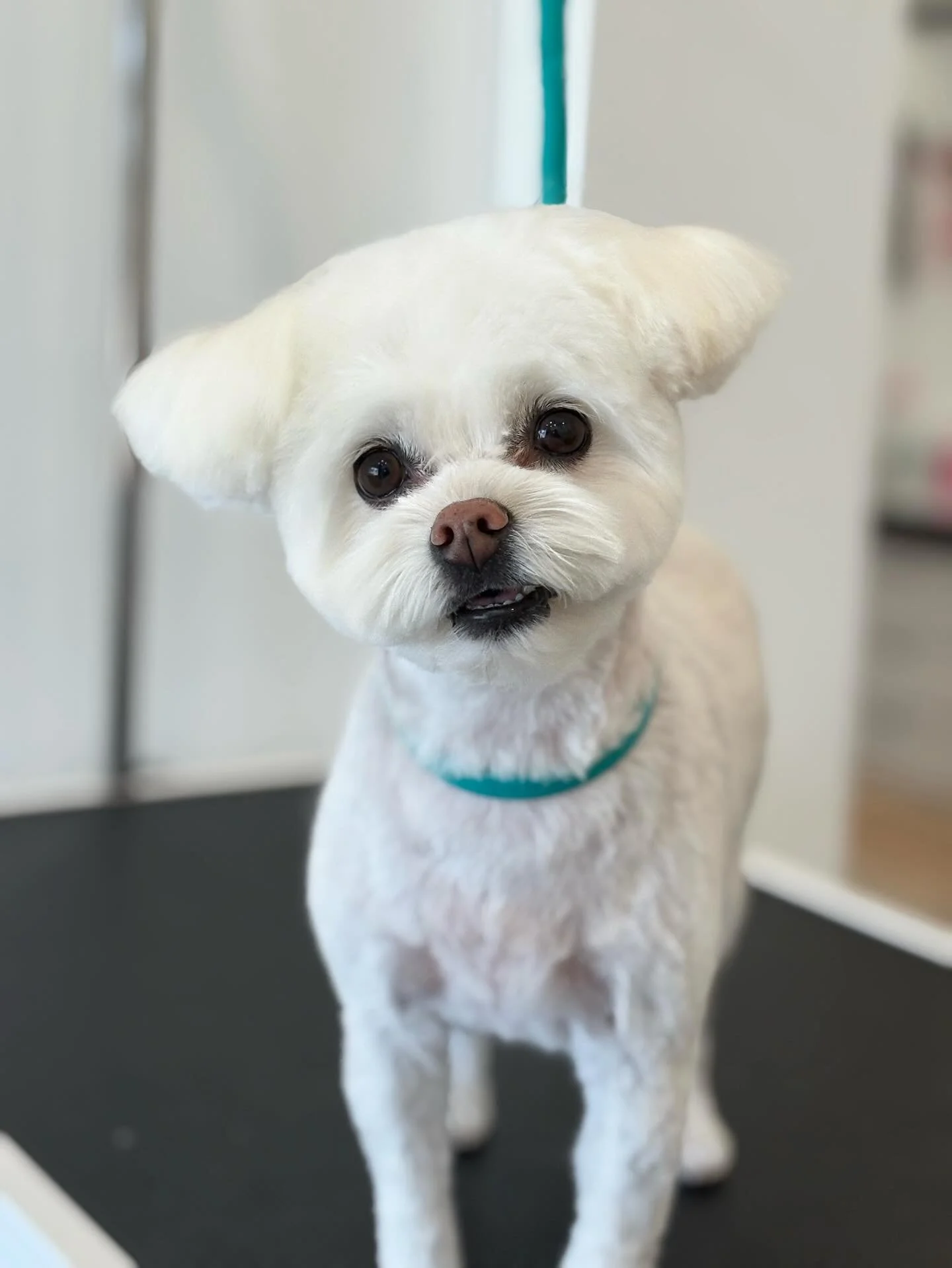 La belle Mia🤍
.
.
.
.
.
#dogsofinstagram #dogsofinsta #dogsofcanada #petstagram #pets #dogstagram #doggrooming #doggroomer #doggroomersofinstagram #petstylist #groomed #doglover #pawmat #moncton #dieppe #dieppebusiness  #monctonnb #newbrunswick #mon