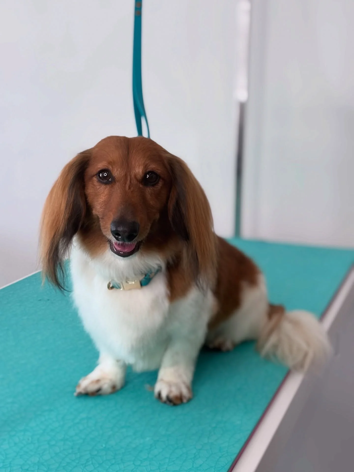 Sweet Leo smiles🥹🤍
&bull;
&bull;
&bull;
&bull;
&bull;
#dashund #dashundsofinstagram #dashundsofig #dogsofinstagram #dogsofinsta #dogsofcanada #petstagram #pets #dogstagram #doggrooming #doggroomer #doggroomersofinstagram #petstylist #groomed #doglo