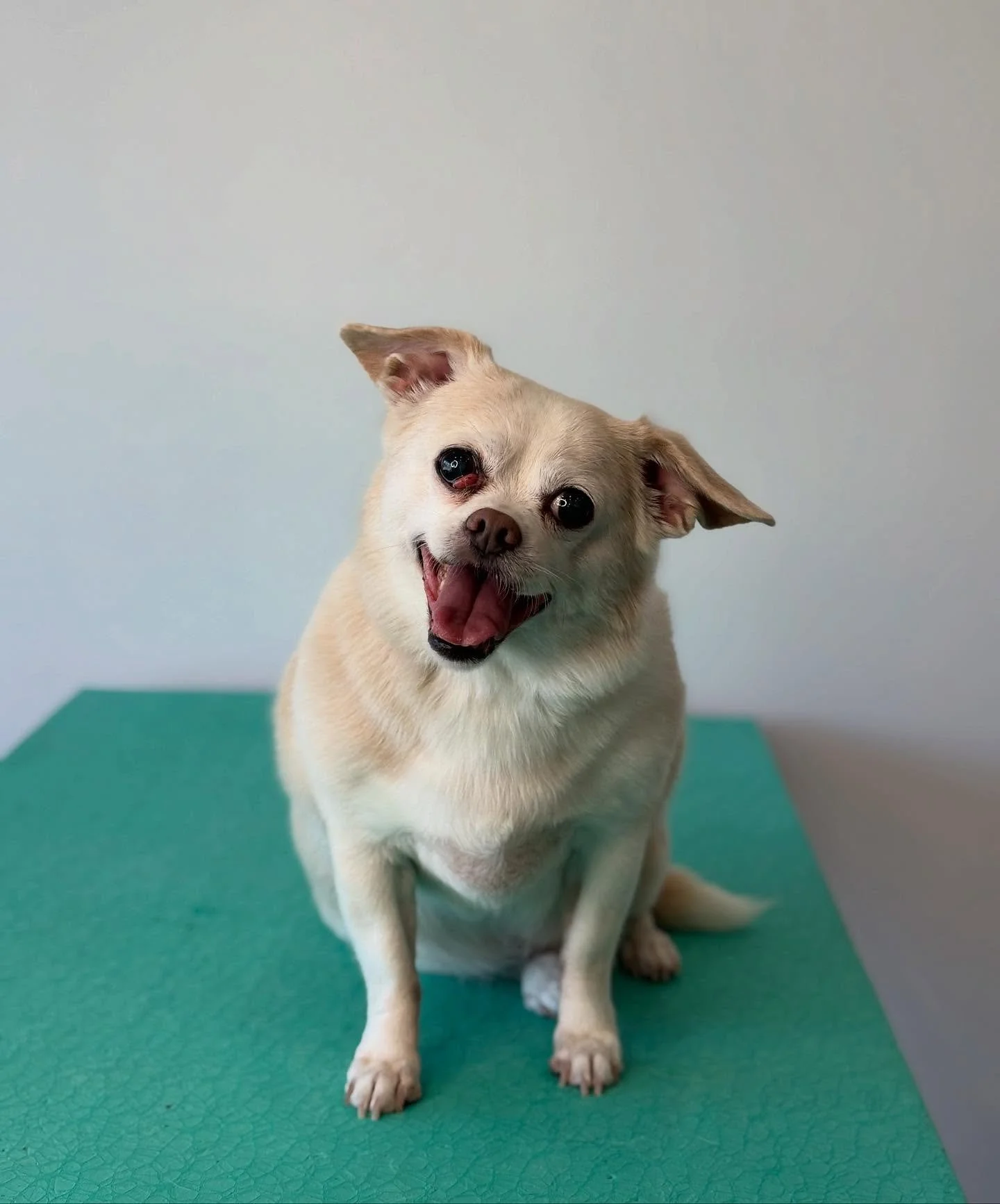 Tucker🤍
.
.
.
.
.
.
#dogsofinstagram #dogsofinsta #dogsofcanada #petstagram #pets #dogstagram #doggrooming #doggroomer #doggroomersofinstagram #petstylist #groomed #doglover #pawmat #moncton #dieppe #dieppebusiness  #monctonnb #newbrunswick #moncton
