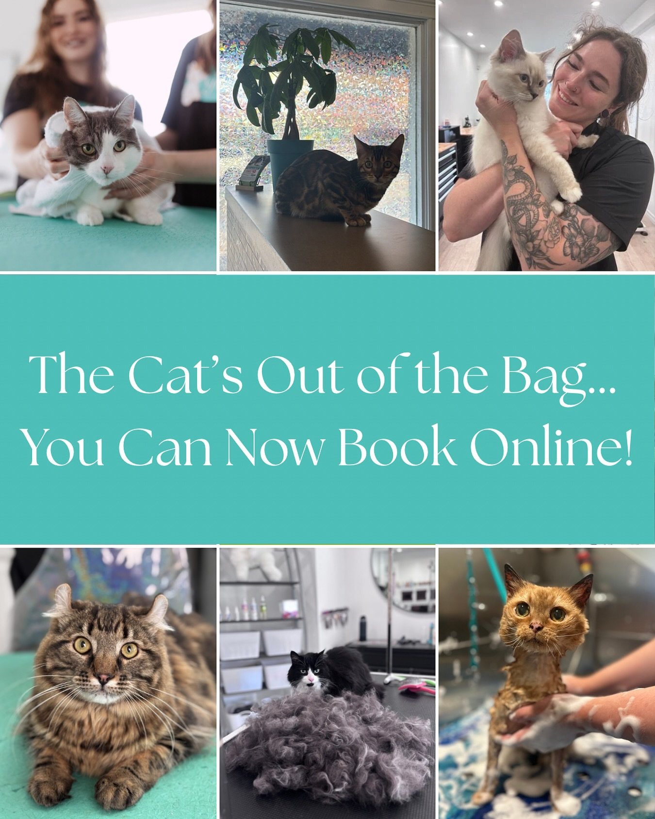 The cat&rsquo;s out of the bag&hellip; online booking for our feline friends is officially OPEN!😻✨

Secure your kitty&rsquo;s next pampering session through the link in our bio. Spots are limited and fill up fast! 🤍

Ps. We have only one day availa