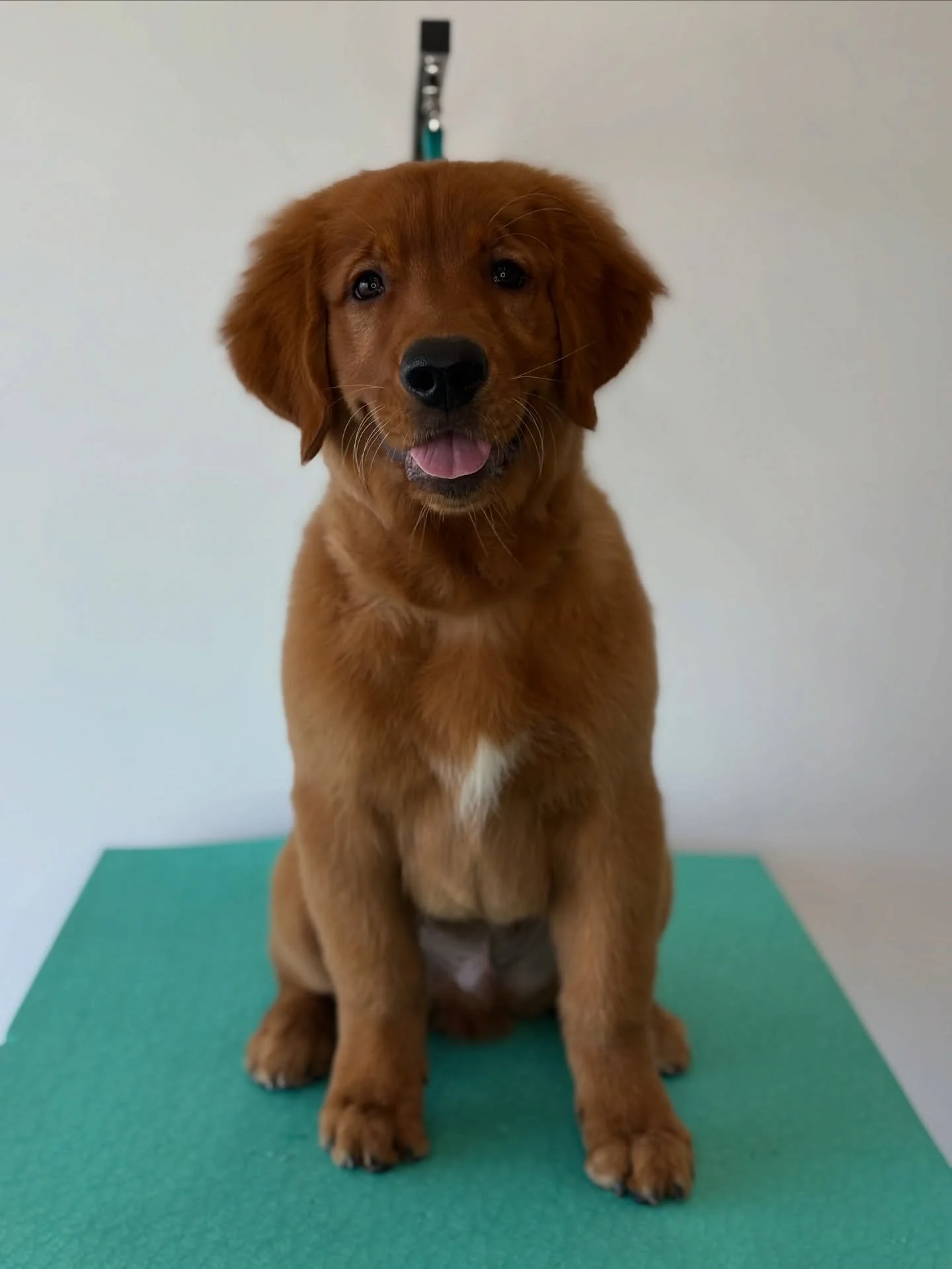 Stan the man💙
&bull;
&bull;
&bull;
&bull;
&bull;
#puppy #goldenretriever #goldenretrieverpup #goldenpuppy #golden #goldens #puppiesofinsta #puppiesofig #retreiver #goldenretrieversofinstagram #goldensofig #dogsofinstagram #dogsofinsta #dogsofcanada 