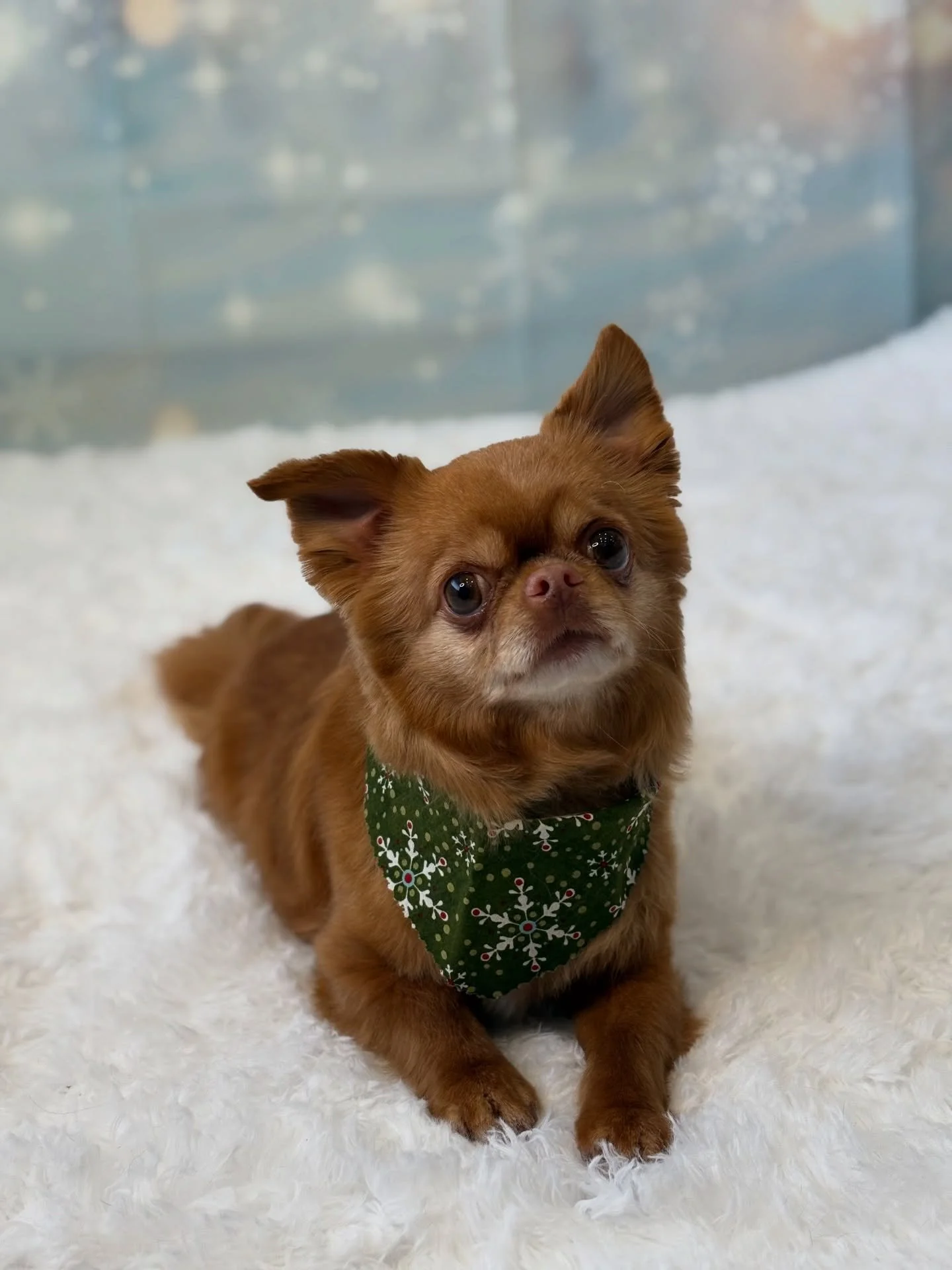 Our very first Howliday pup Banjo🤍❄️
&bull;
&bull;
&bull;
&bull;
&bull;
#chiuhuahua #chiuahuasofinstagram #chi #dogsofinstagram #dogsofinsta #dogsofcanada #petstagram #pets #dogstagram #doggrooming #doggroomer #doggroomersofinstagram #petstylist #gr