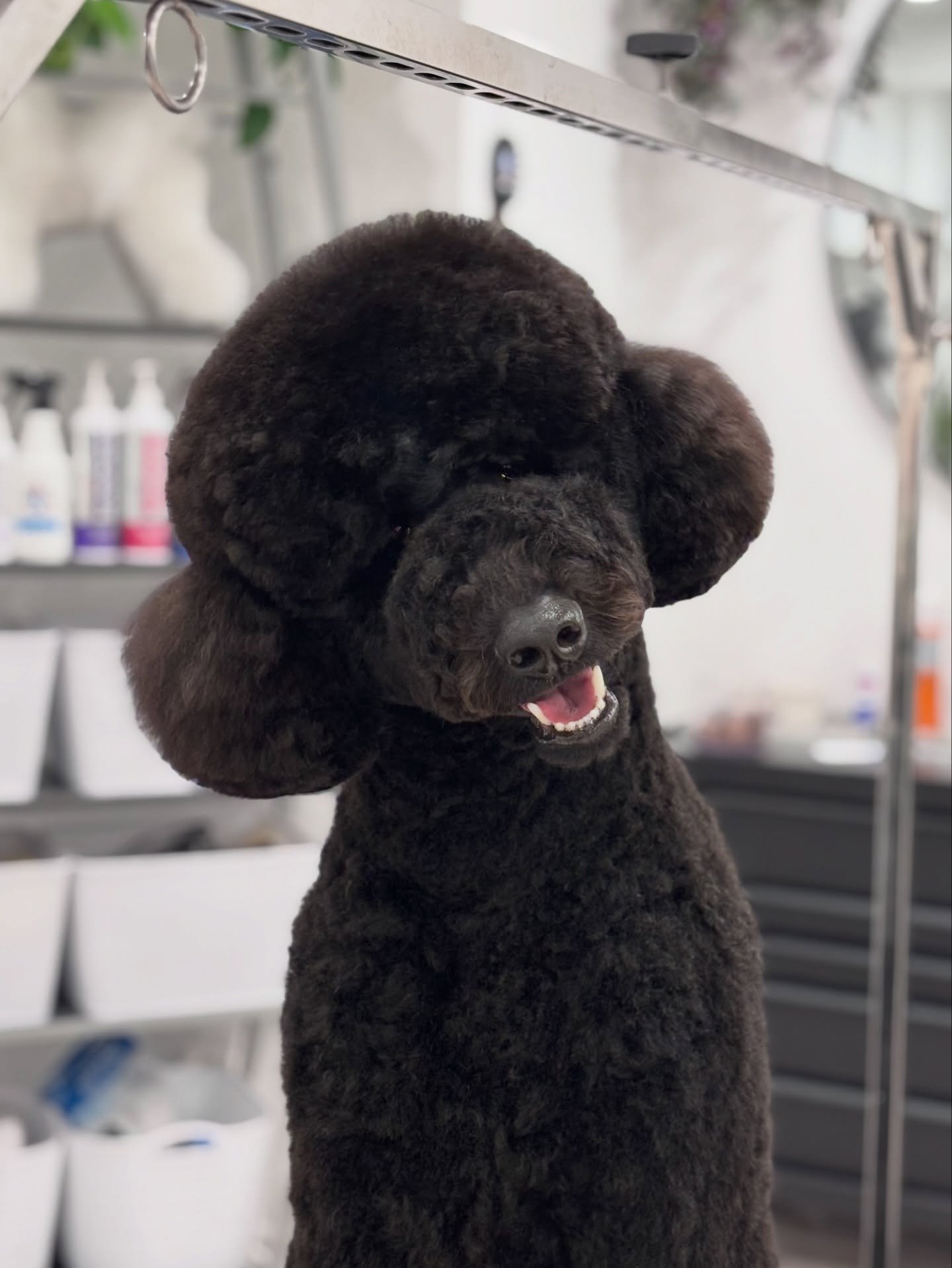 My sweet little bear🤭🧸
We&rsquo;ve been growing out his muzzle since Christmas and its finally starting to get to that cute round length🥹
&bull;
&bull;
&bull;
#standardpoodle #poodle #poodles #teddybear #bear