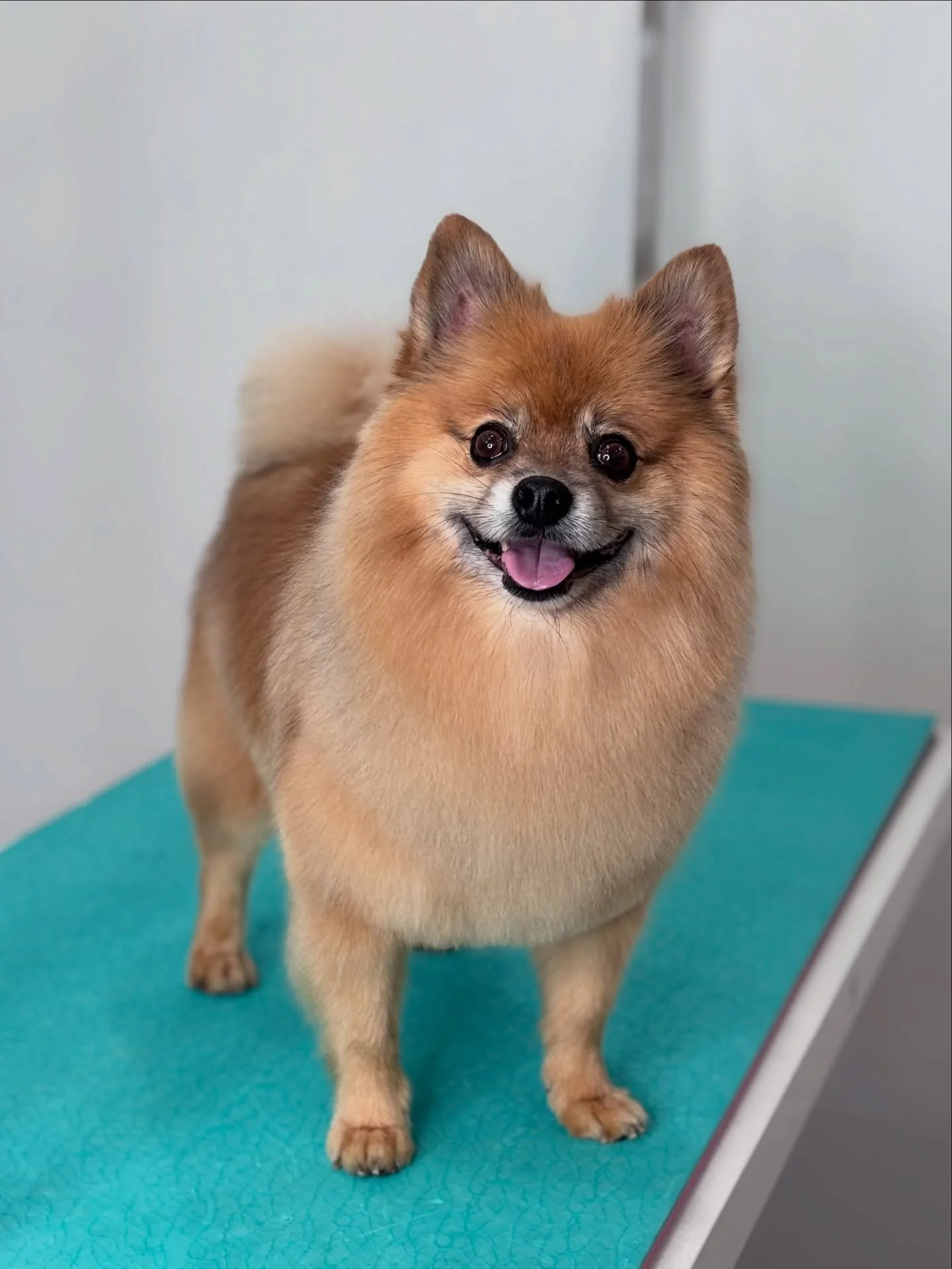 I 🤍 Finn and perfect pom trims 🥰
&bull;
&bull;
&bull;
&bull;
#pomeranian #pom #handscissored #fluffybutt #dieppe