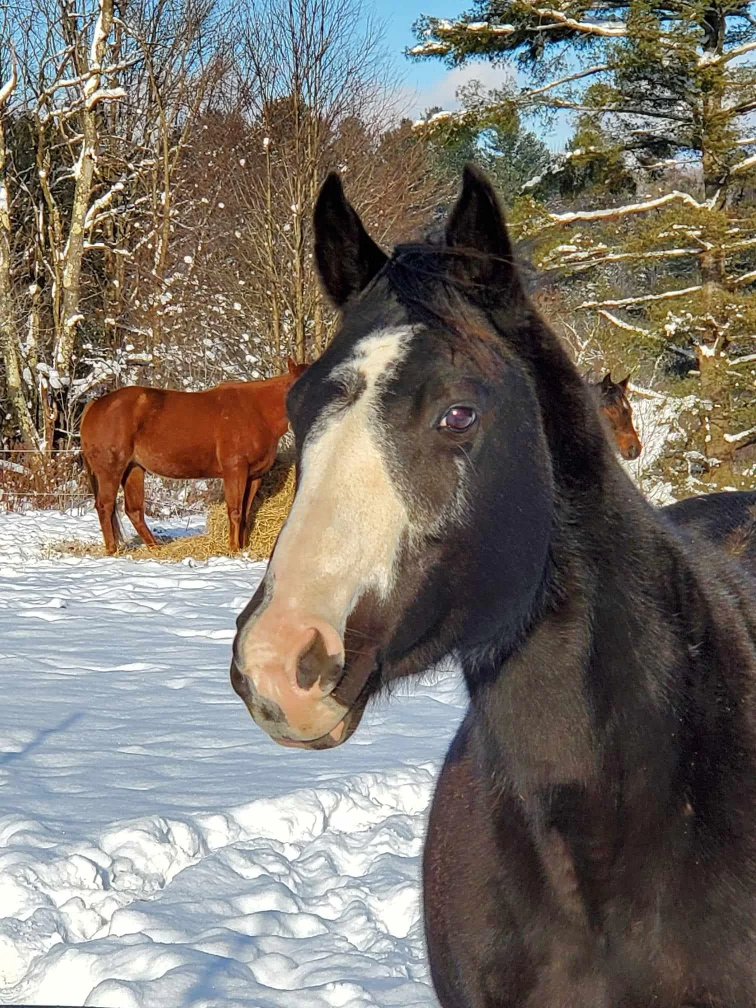 Visite libre du ranch 