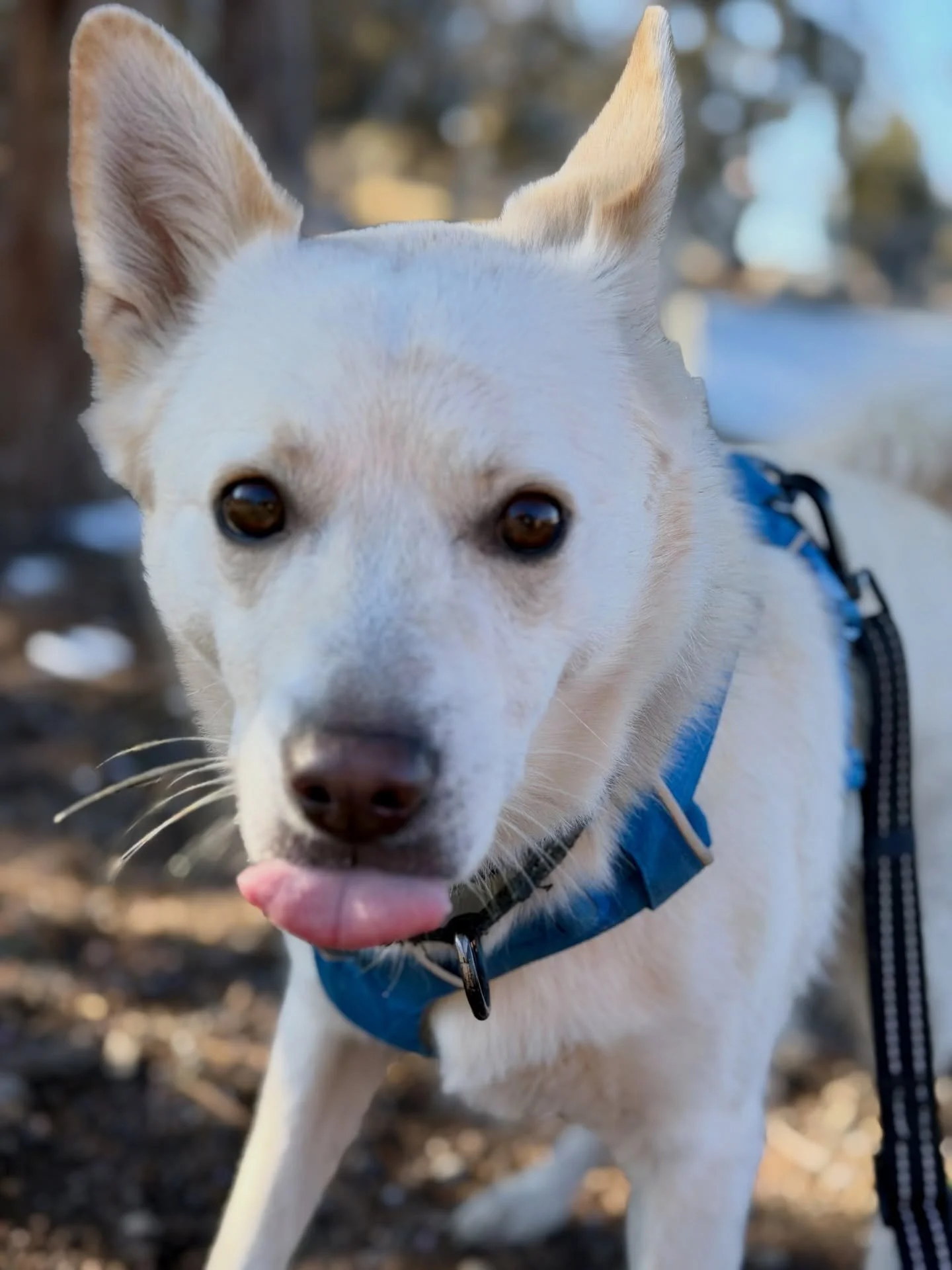 Kody boy!  Our first Bend runner. Welcome to the family.