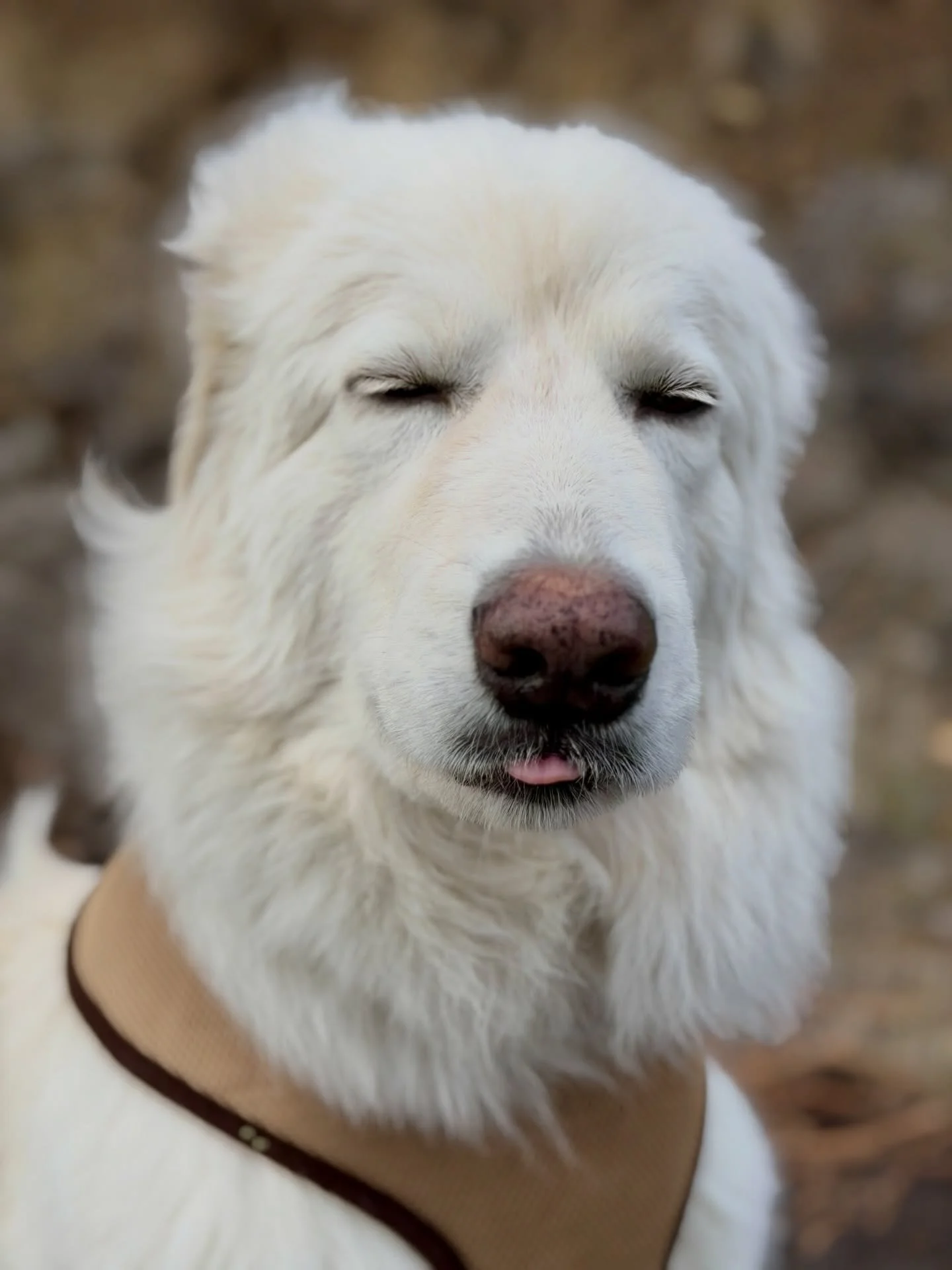 Big dog Kaia!  Welcome to the family. Guardian breeds are the most cuddly. Change my mind.