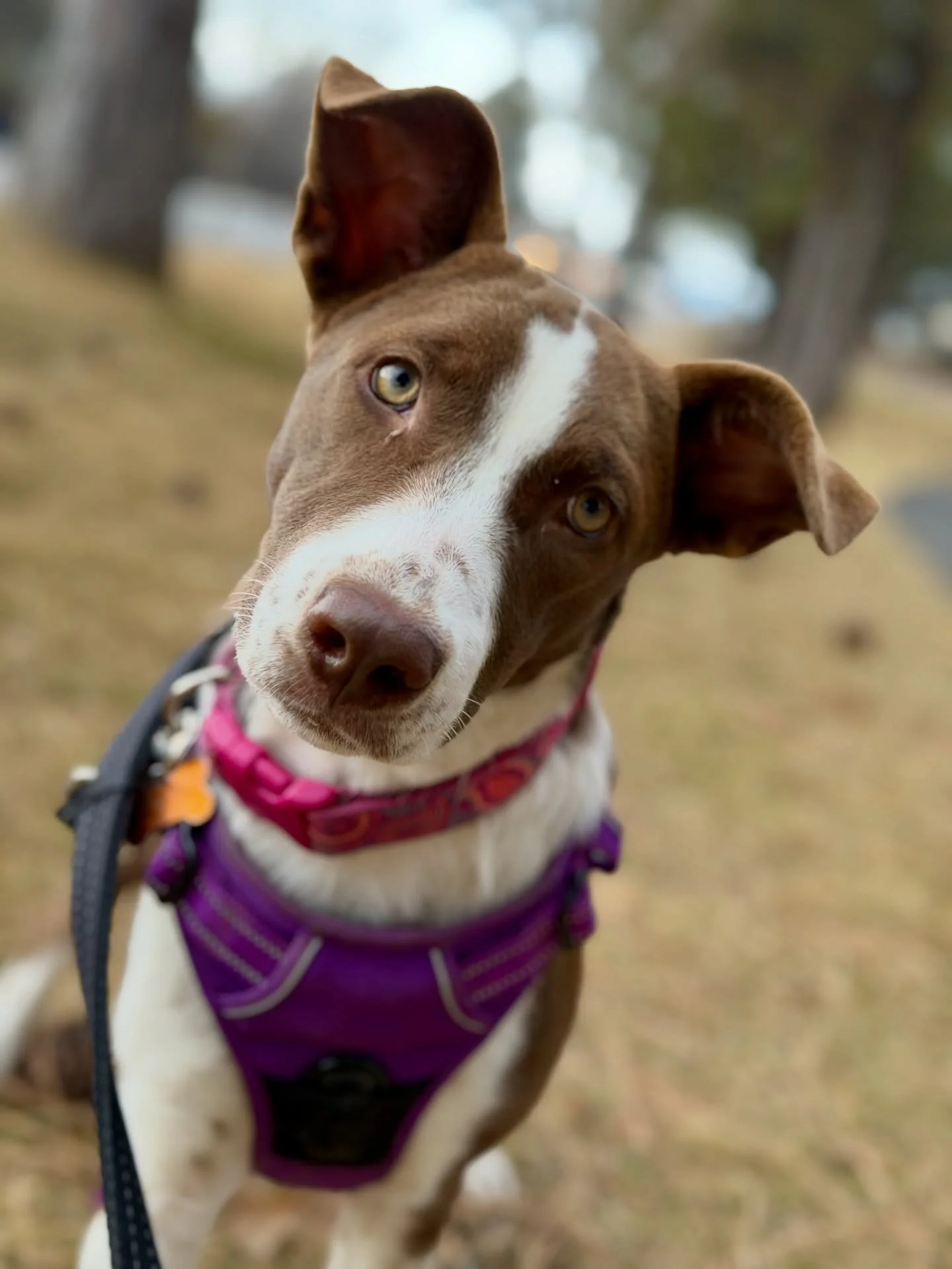 Dory is available for adoption/foster @streetdoghero. She is under a year old and very sweet.
