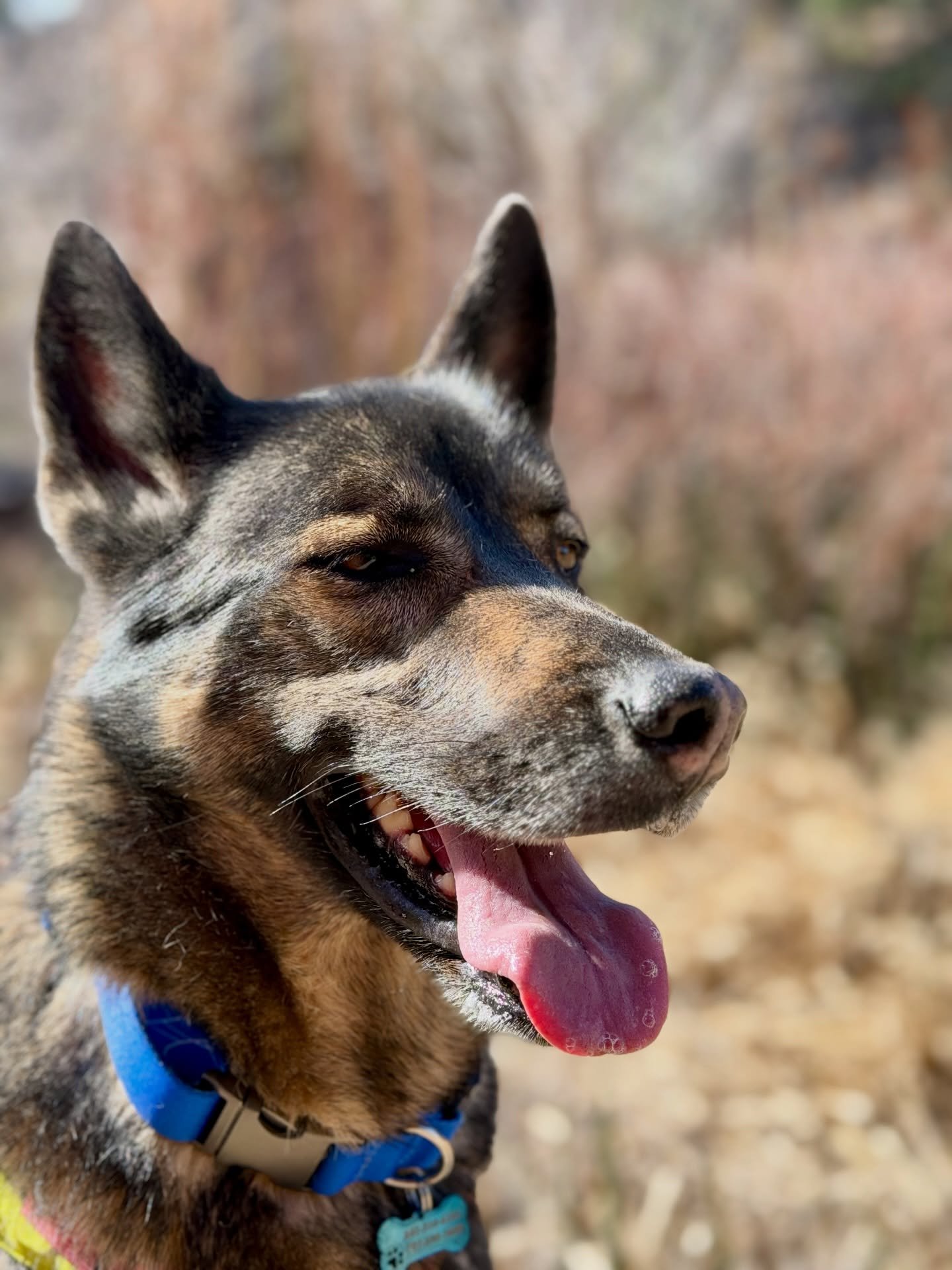 Dash Daycare runner Sparrow had a great time on her FREE run at the first Paws and Pints event, put on by @hungryhoundbend . 

We will all be out here the second Saturday of each month. Come swing by!

@streetdoghero @ruffwear @bendbarksandrec  @fi.d