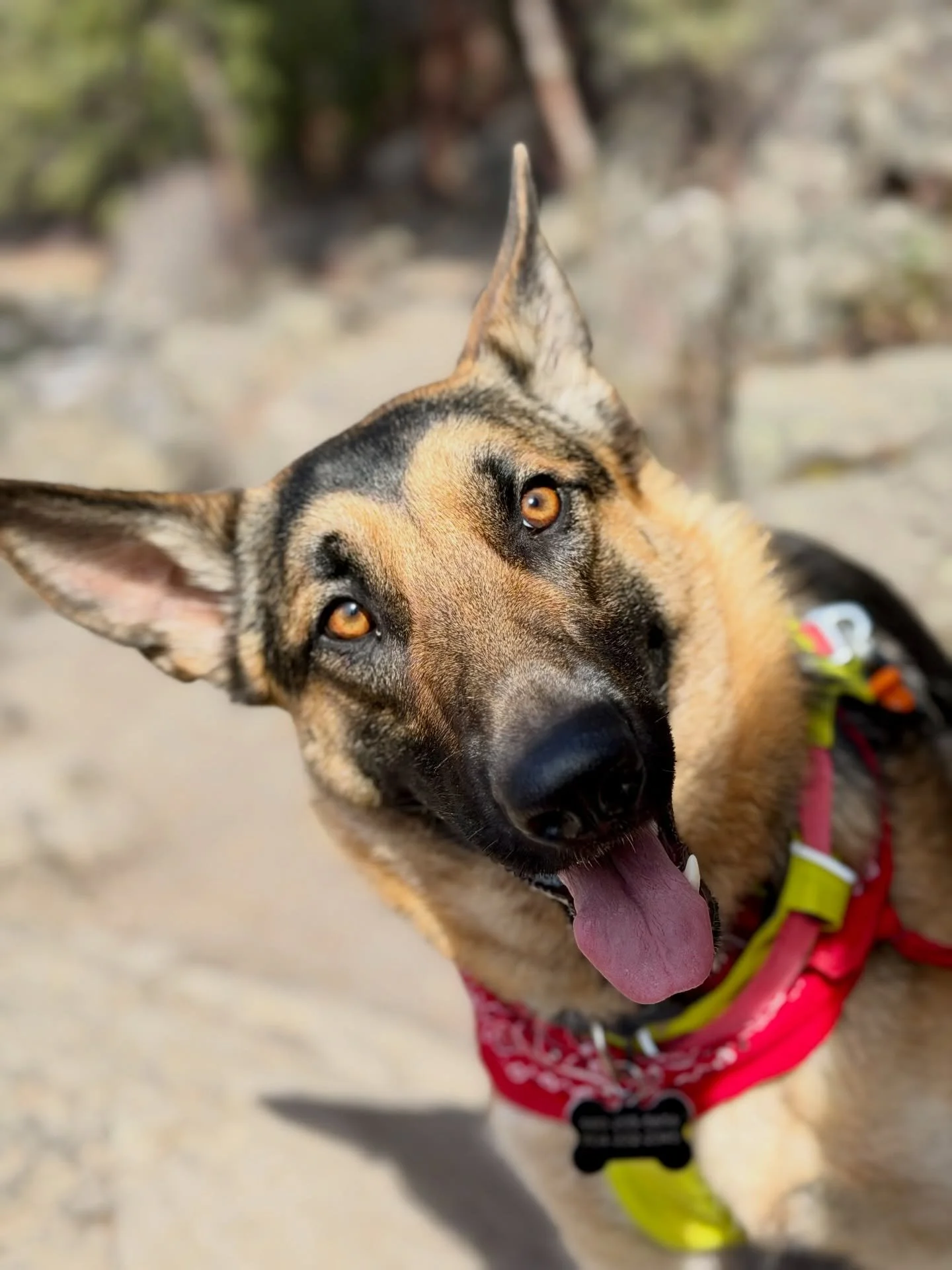 Dash Daycare runner Gobi had a great time on her FREE run at the first Paws and Pints event, put on by @hungryhoundbend . 

We will all be out here the second Saturday of each month. Come swing by!

@streetdoghero @ruffwear @bendbarksandrec  @fi.dogs