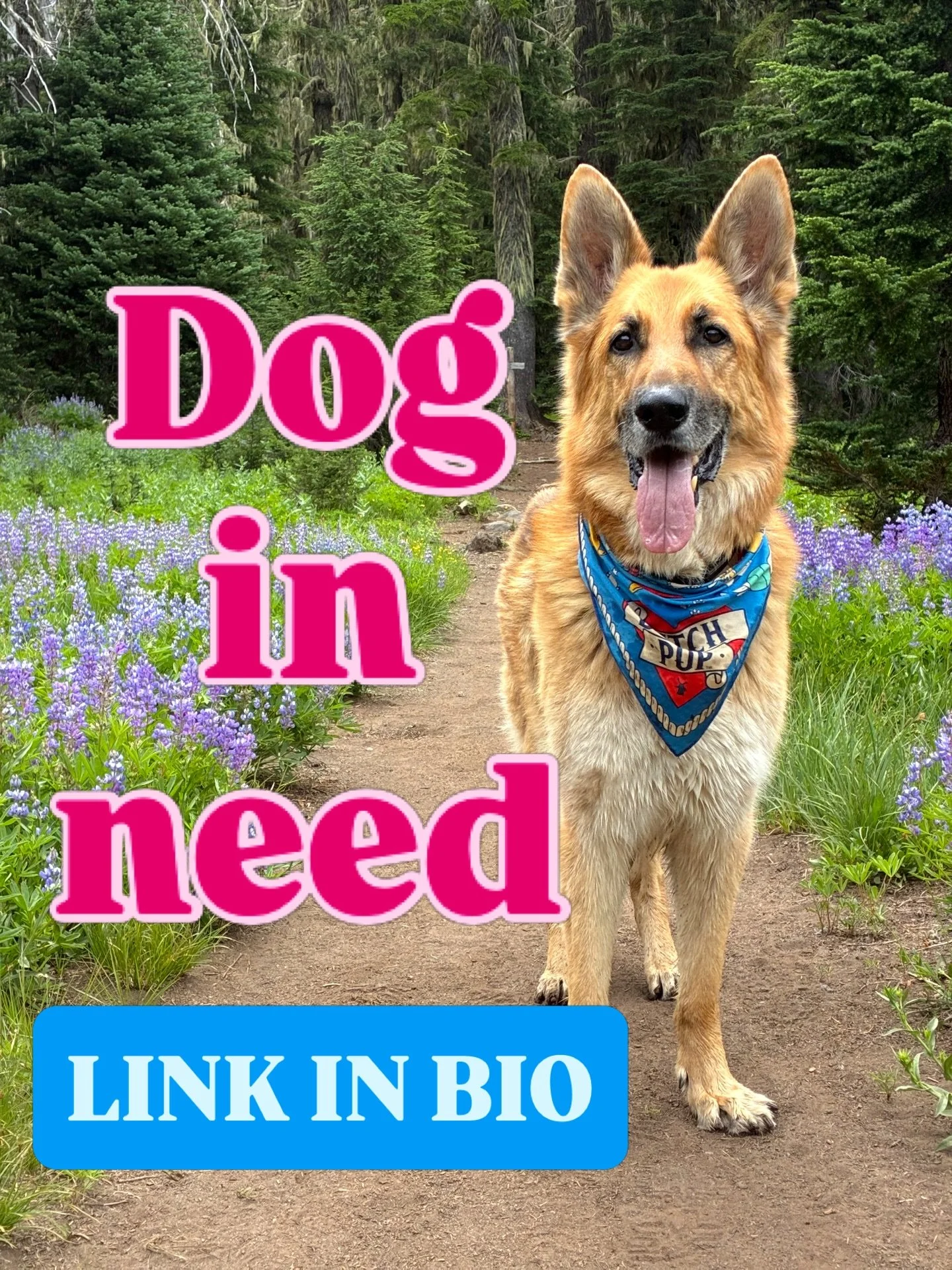 Dog in need. Human in need. LINK IN BIO

Rosco recently suffered a ruptured disc in his lumbar spine. (ROSCO WAS NOT INJURED UNDER THE CARE OF IRUNYOUR.DOG) This injury has put his spine and overall quality of life at serious risk. Watching him strug