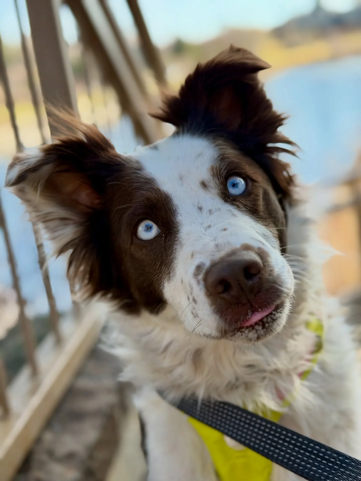Sky and Bodhi get extra focused on runs. Herding breeds love a job. 

Welcome to the crew!

@ruffwear 
@fi.dogs 
@altrarunning
@jesskwoodland