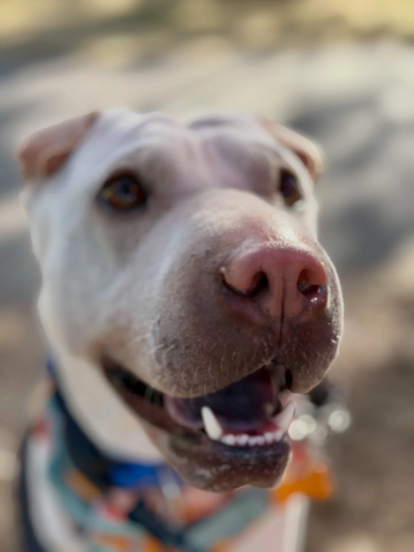 Turns out this terrifier is just a dog ❤️ Pearl is not for the feint of heart. She is hard to read and will need an owner who has experience with&hellip;.. tenacious and unpredictable dogs. 

Pearl is available for adoption/foster @streetdoghero. 

@