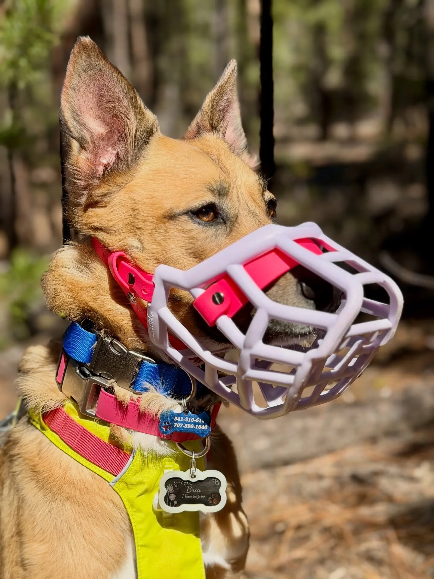 All the pretty girls muzzle like this, this, this, this, this. Pretty girls muzzle like this, this, this, this. All the pretty girls muzzle like&hellip;

 Very excited to welcome Bria girl to the crew!

@ruffwear 
@fi.dogs 
@altrarunning